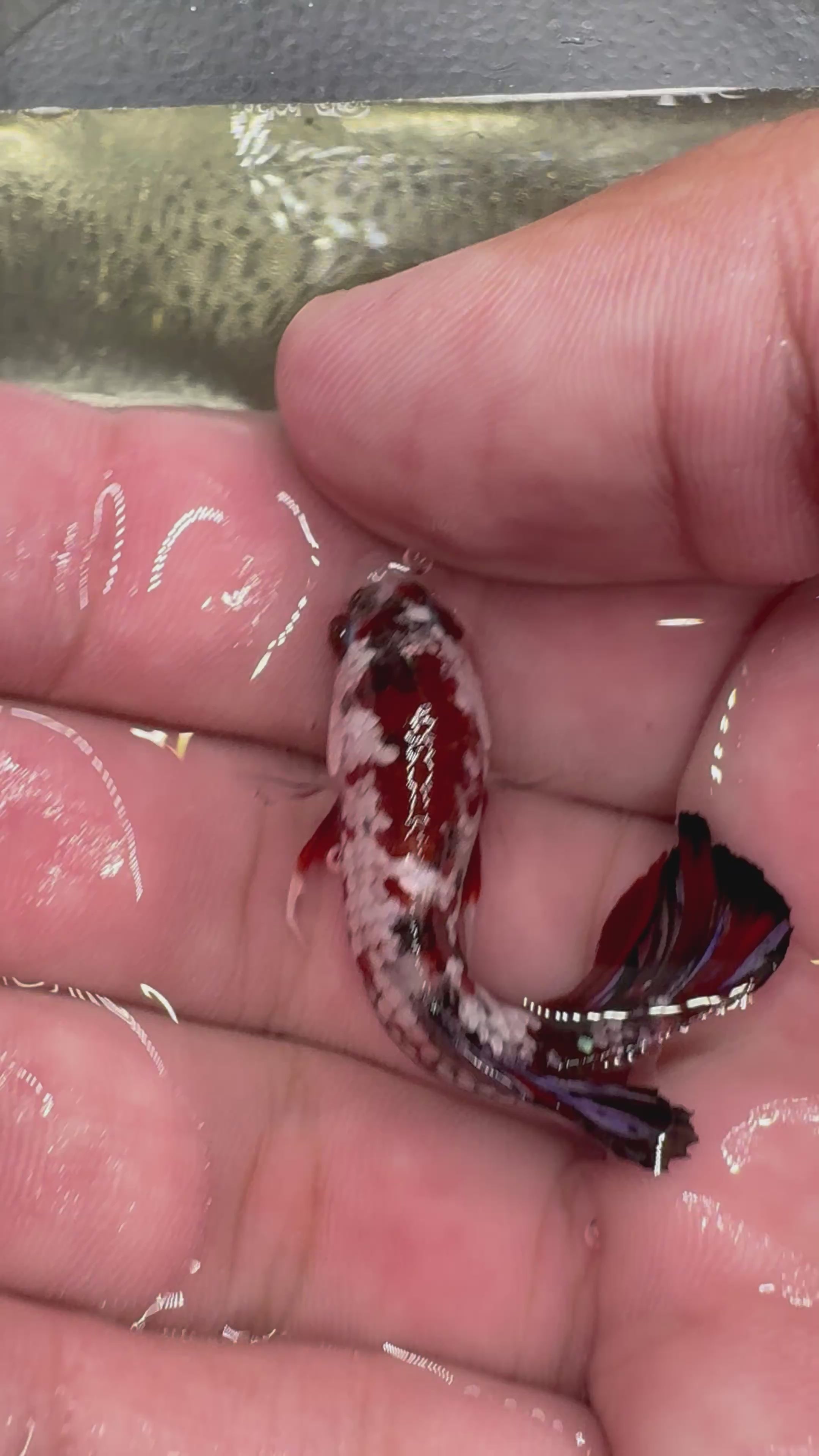 Koi Red Copper HMPK — M-034(2)