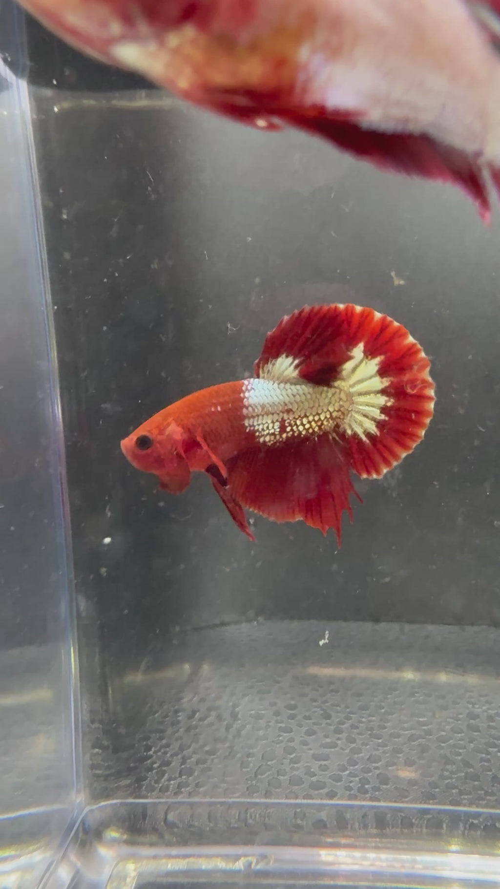 FCCP Breeding Pair