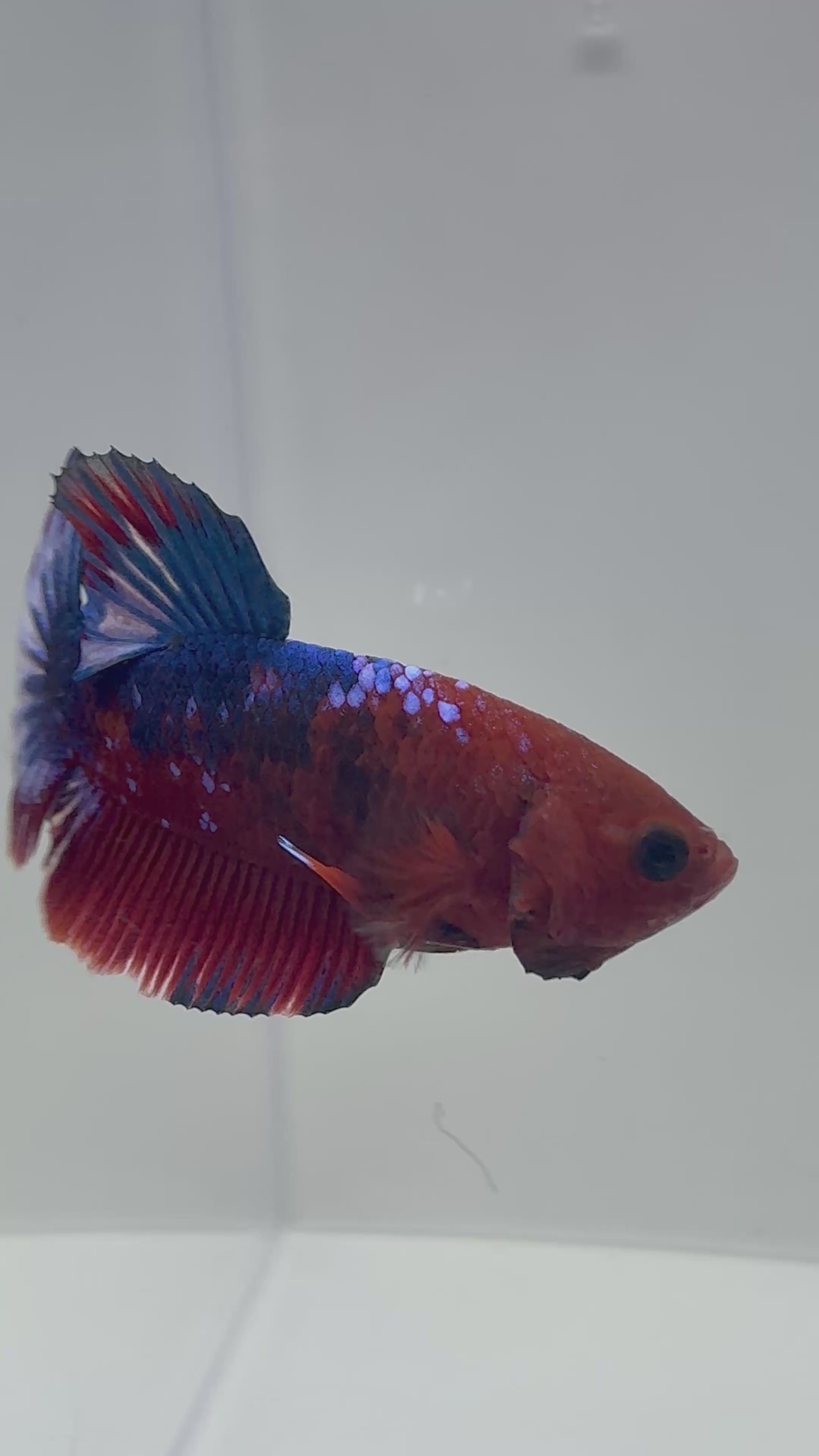 Hellboy Male Betta | RZ-77
