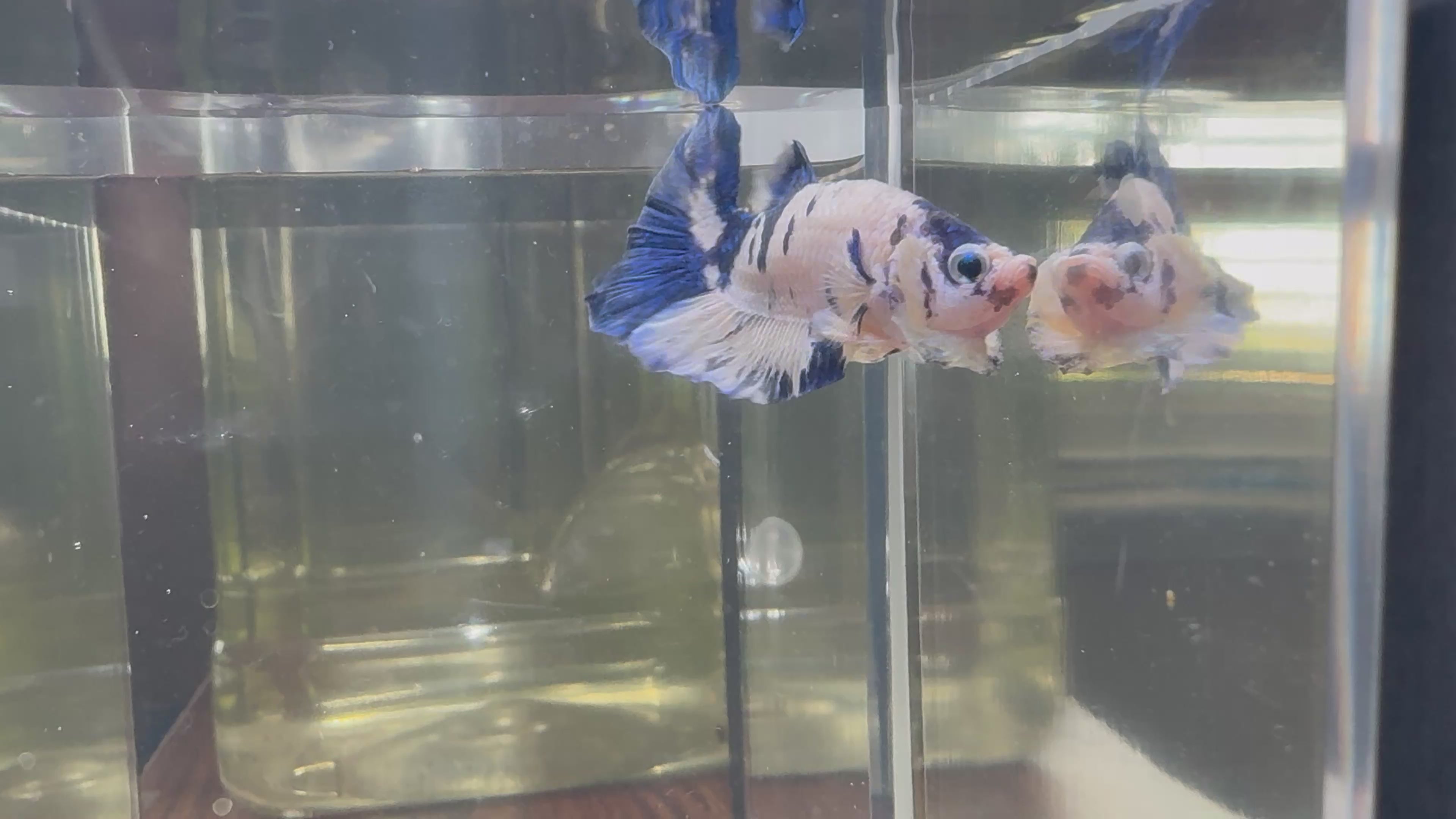 Blue Marble HMPK Male Betta | CG-37