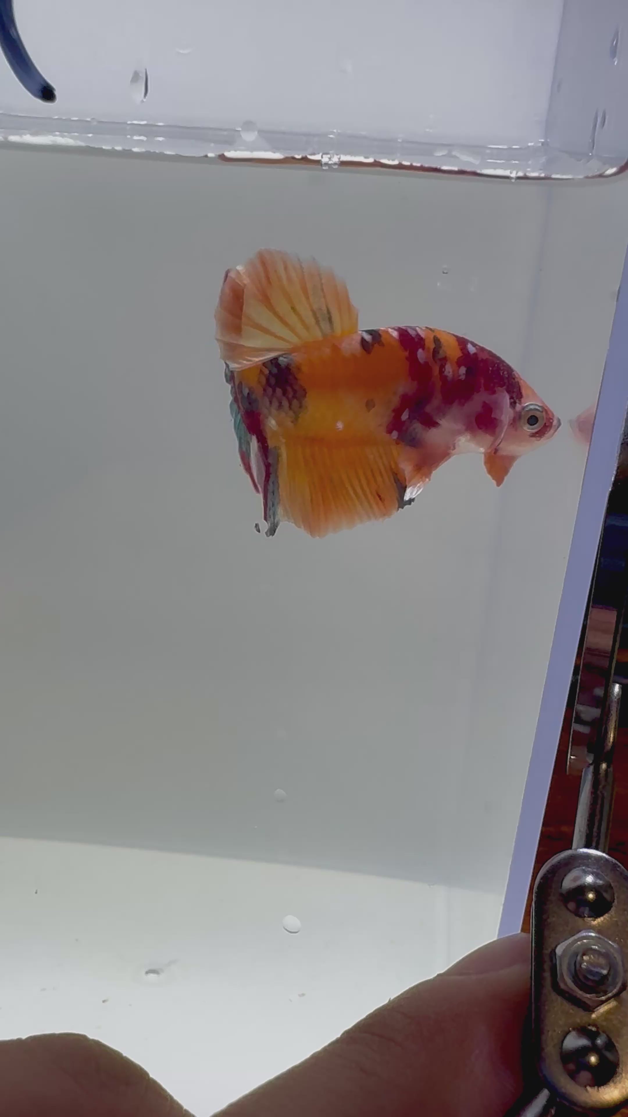 Nemo Copper HMPK Male Betta | RZ-103