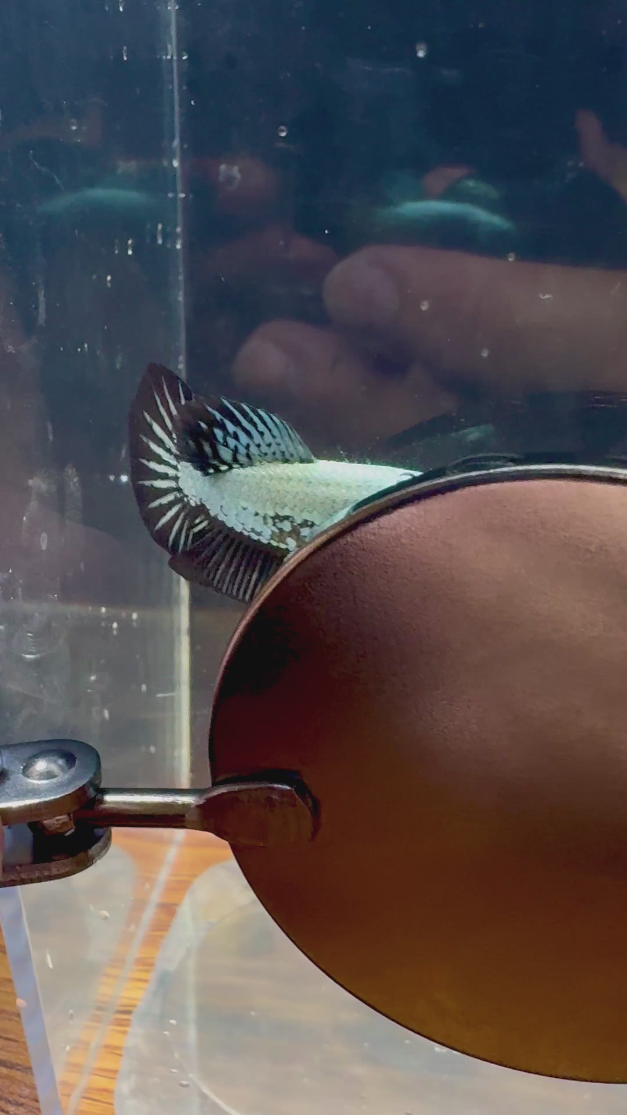 Black Dragon Startail HMPK Male Betta | RZ-33