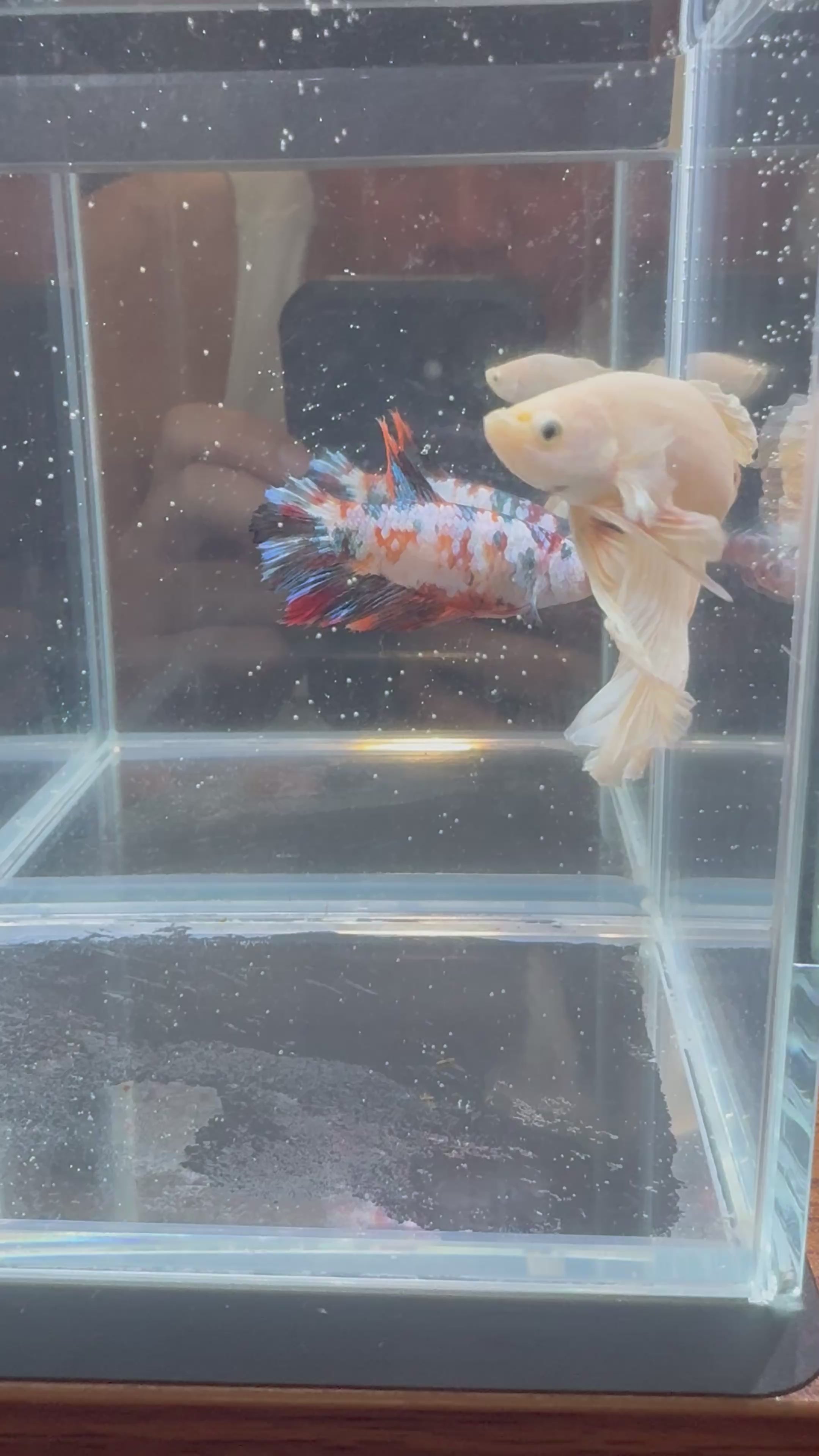 Dumbo Super White Halfmoon Male Betta | CG-128