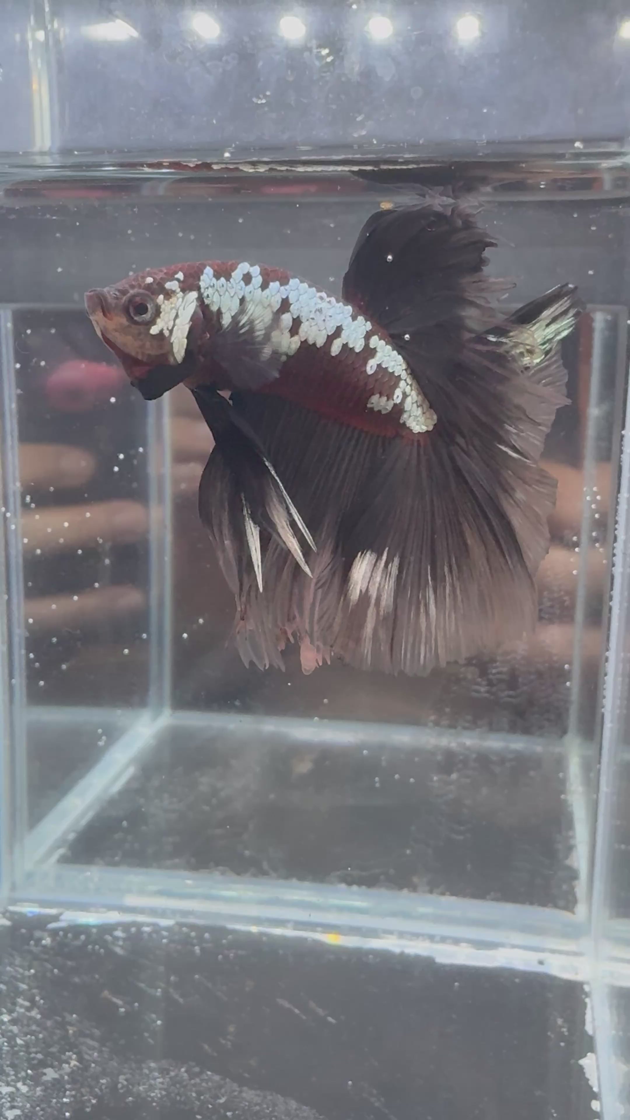 Shadow Black Samurai HM Betta (Rare) | CG-125
