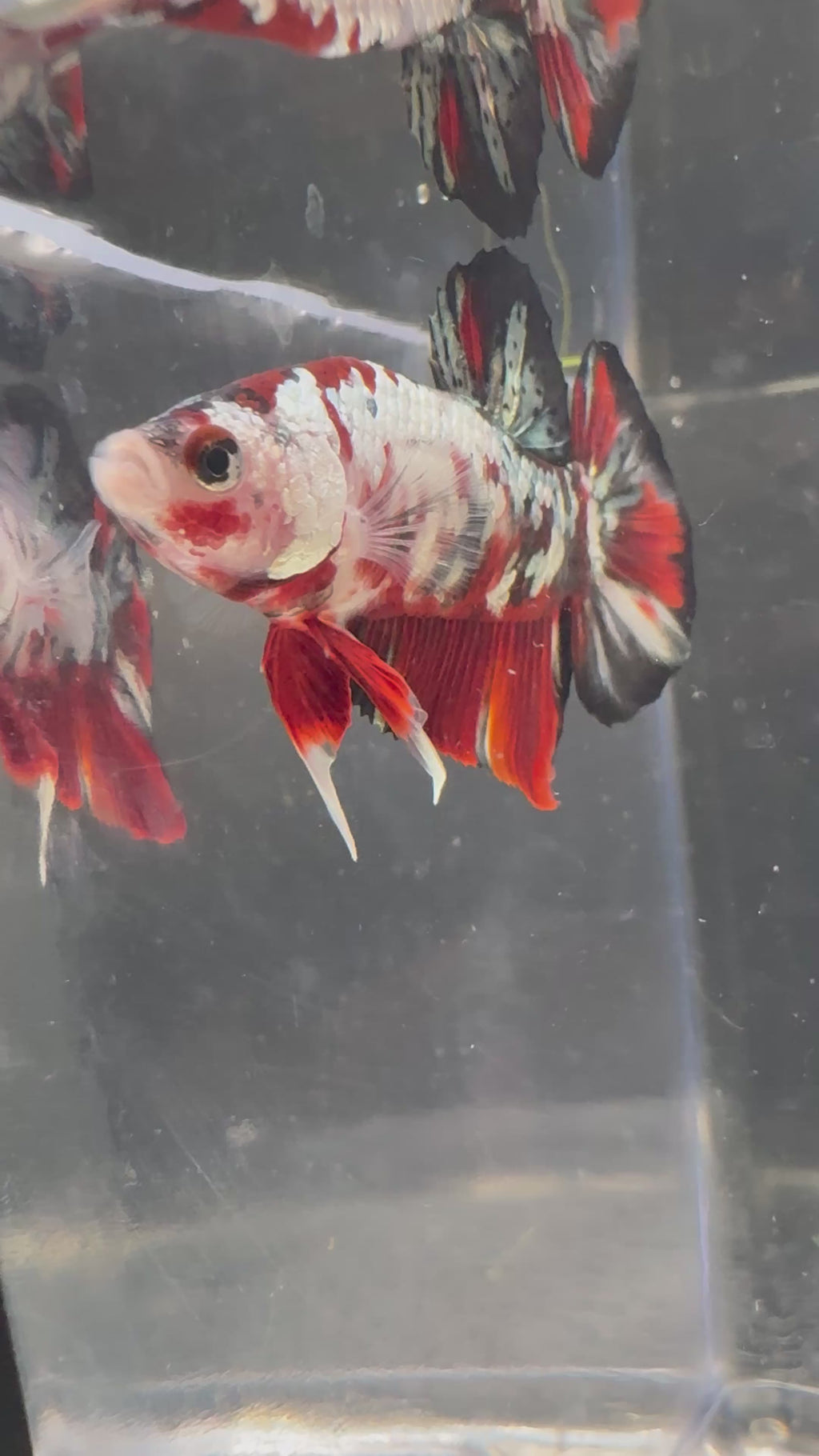 Koi Red Copper HMPK — M-034(2)