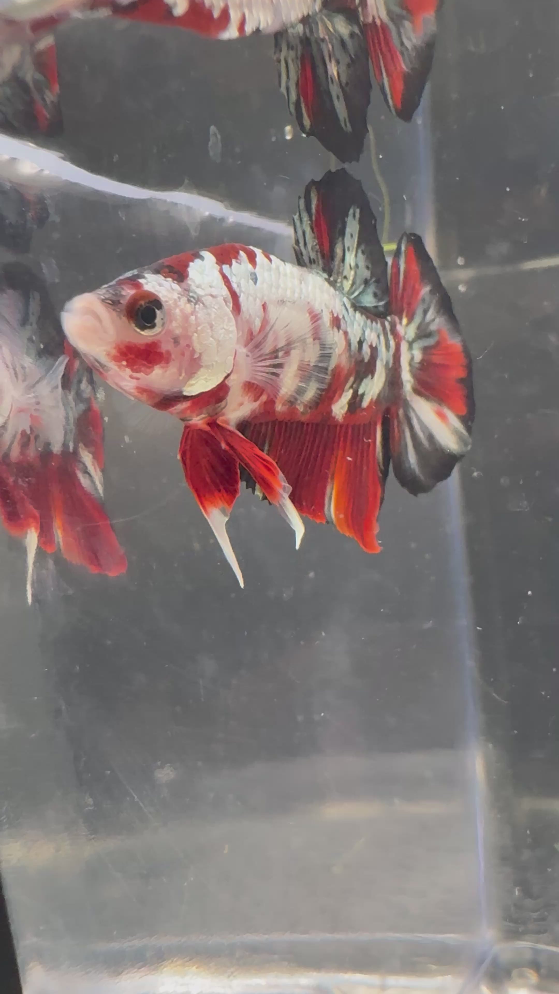 Koi Red Copper HMPK — M-034(2)