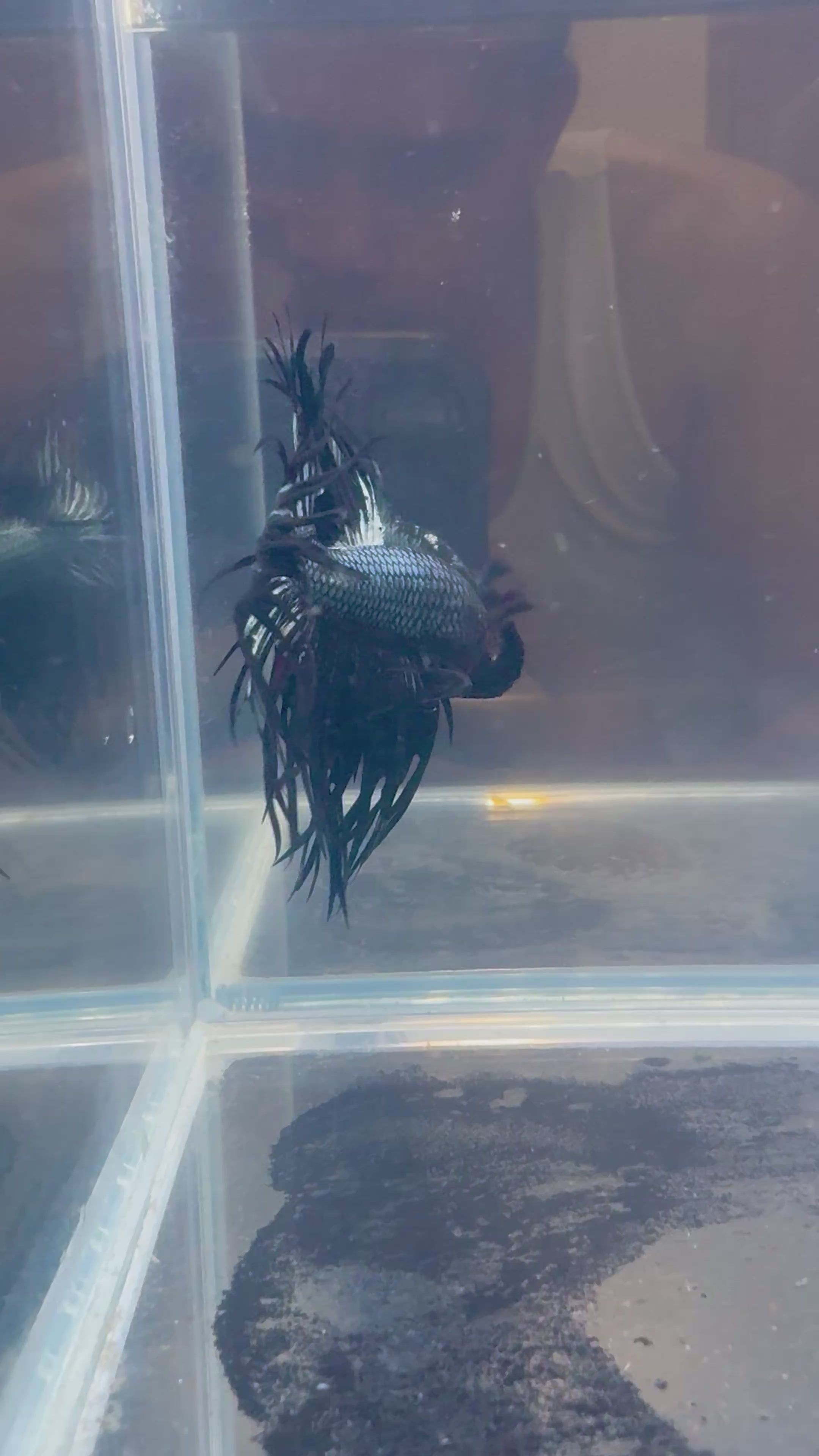 Black Orchid King Crowntail Betta | CG-86
