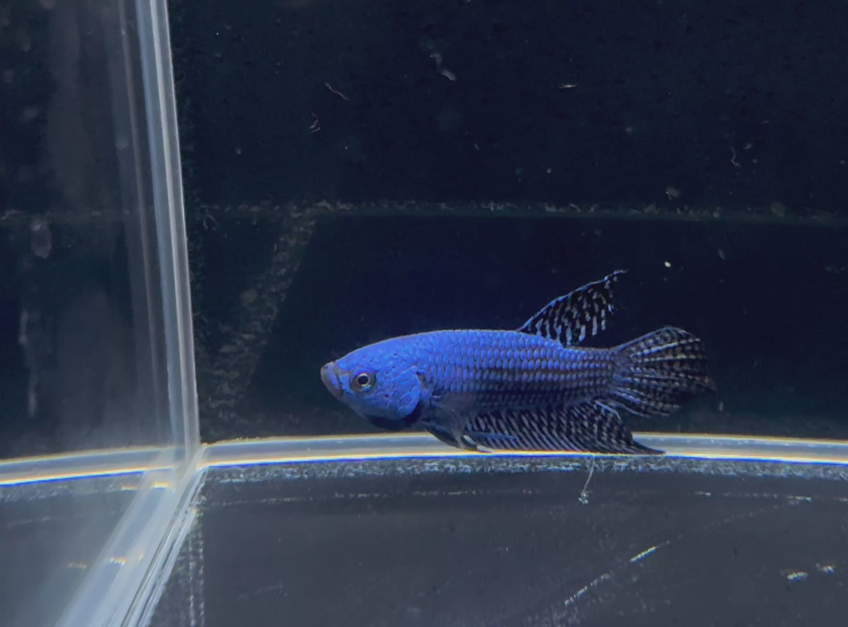 Blue Alien Male Betta | CG-22
