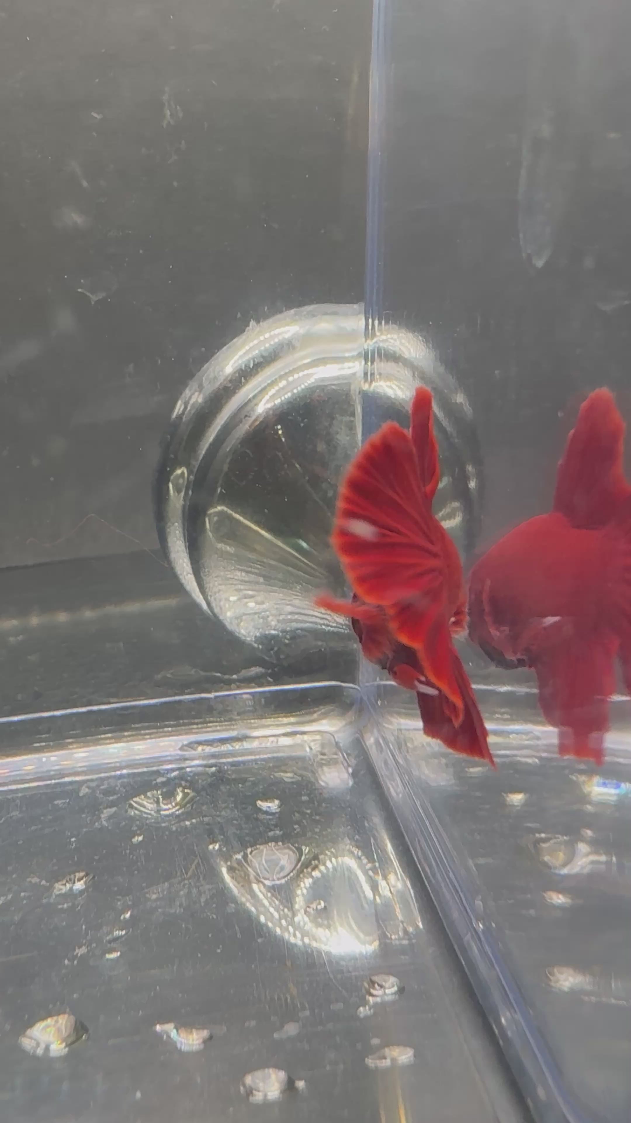 Super Red HMPK — M-011