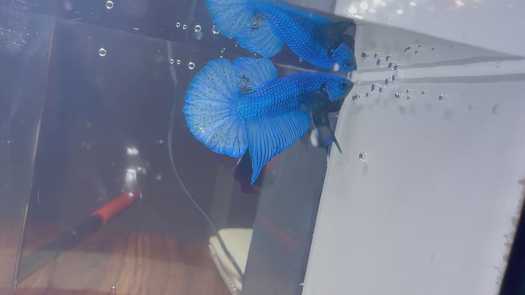 Royal Blue HMPK Male Betta | RZ-71