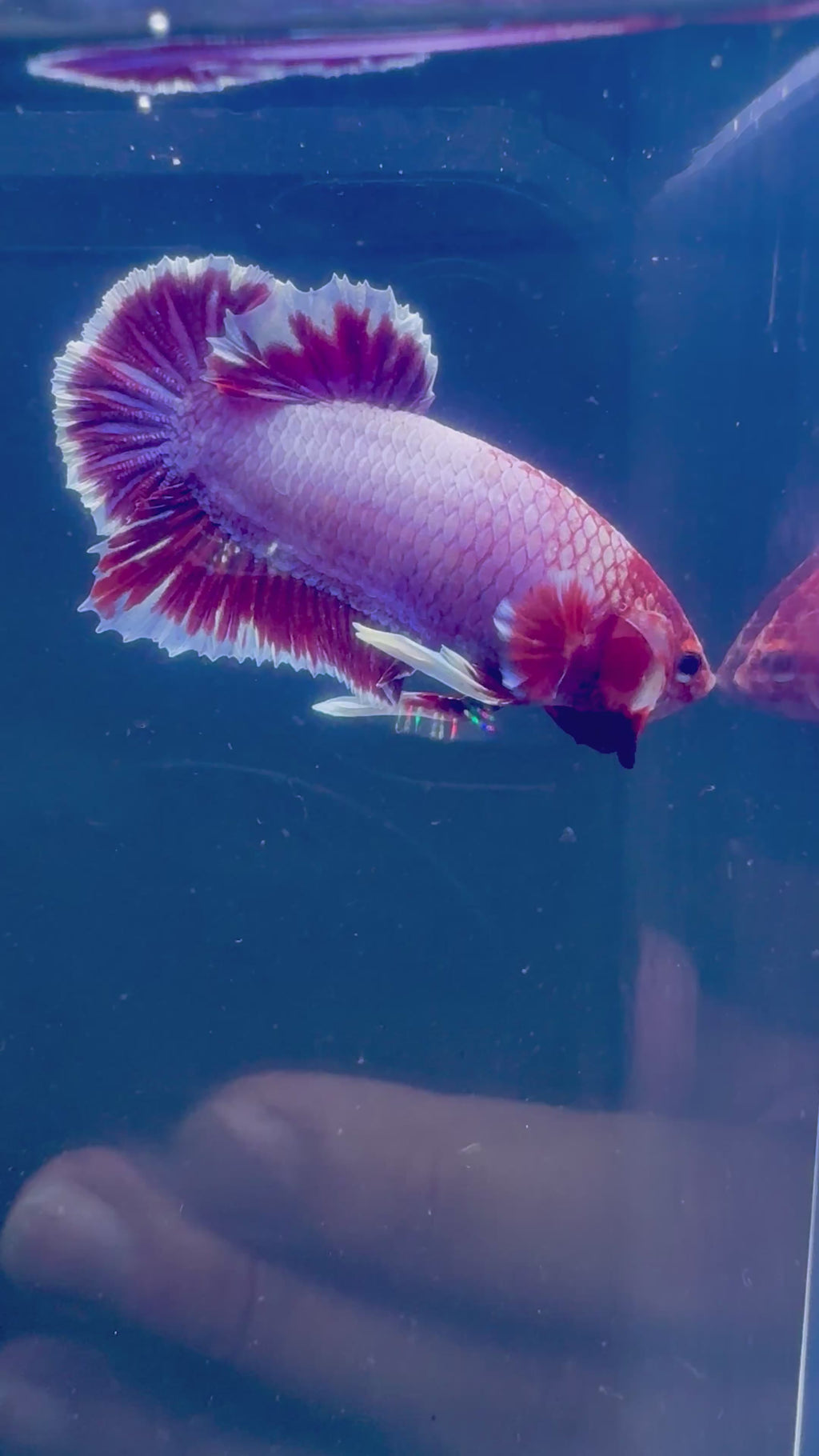 Dumbo Pink Salamander Male Betta | RZ-100
