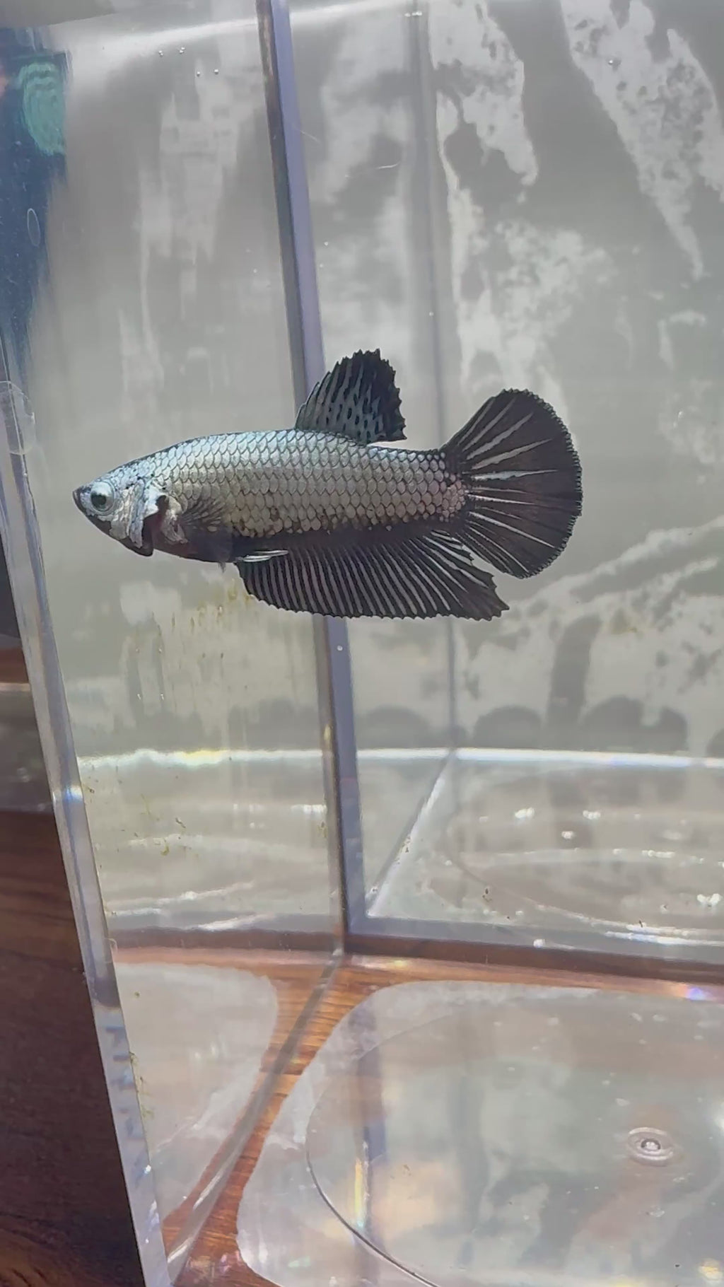 Black Dragon Plakat 
Betta | RZ-21