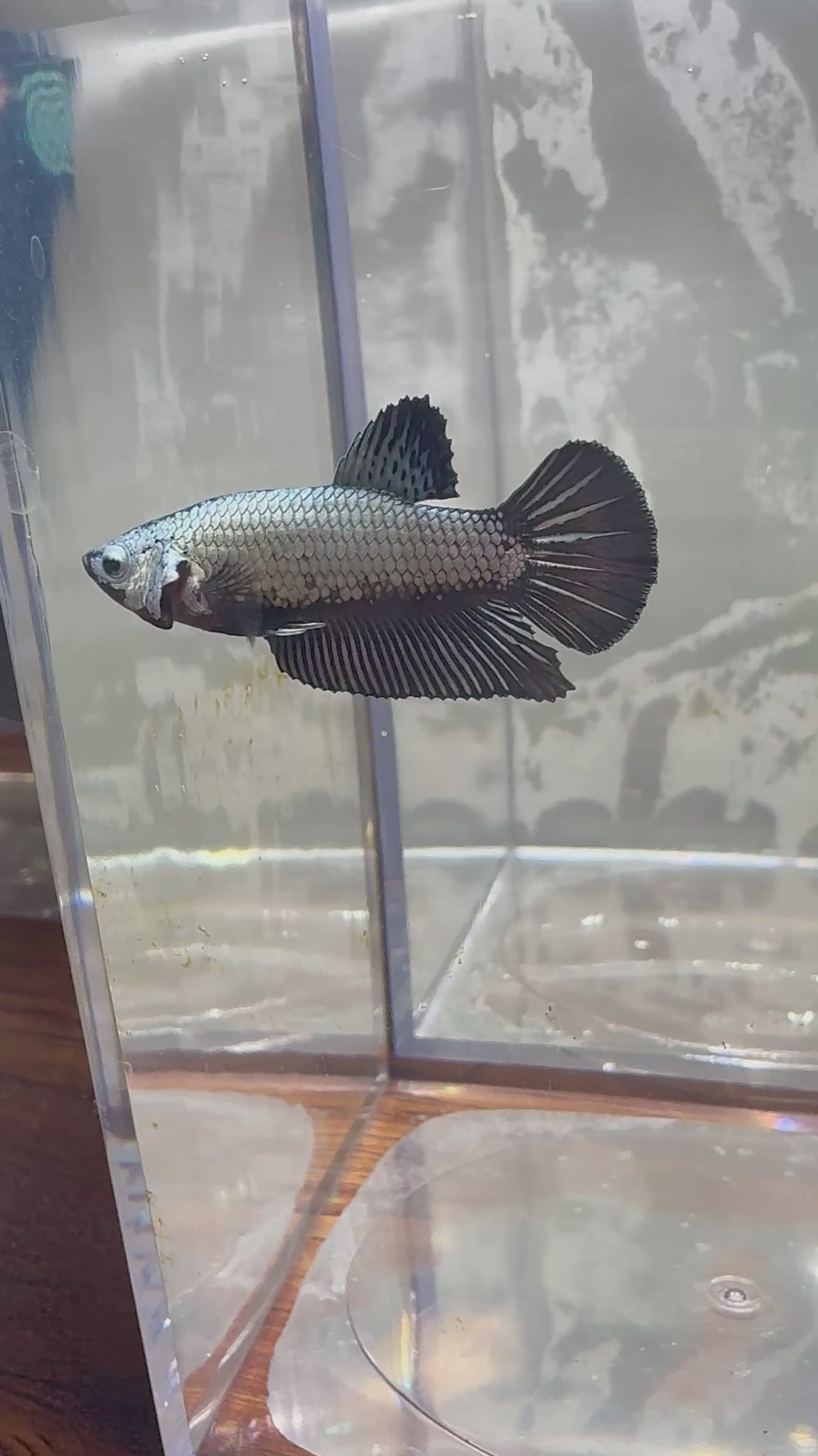 Black Dragon Plakat 
Betta | RZ-21