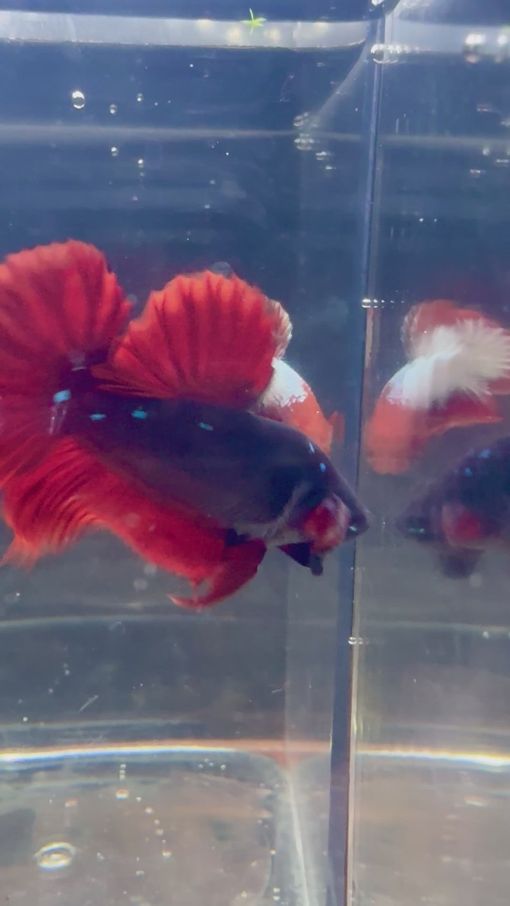 SUPER RARE Giant Avatar VAMPIRE HMPK Male Betta | RZ-65