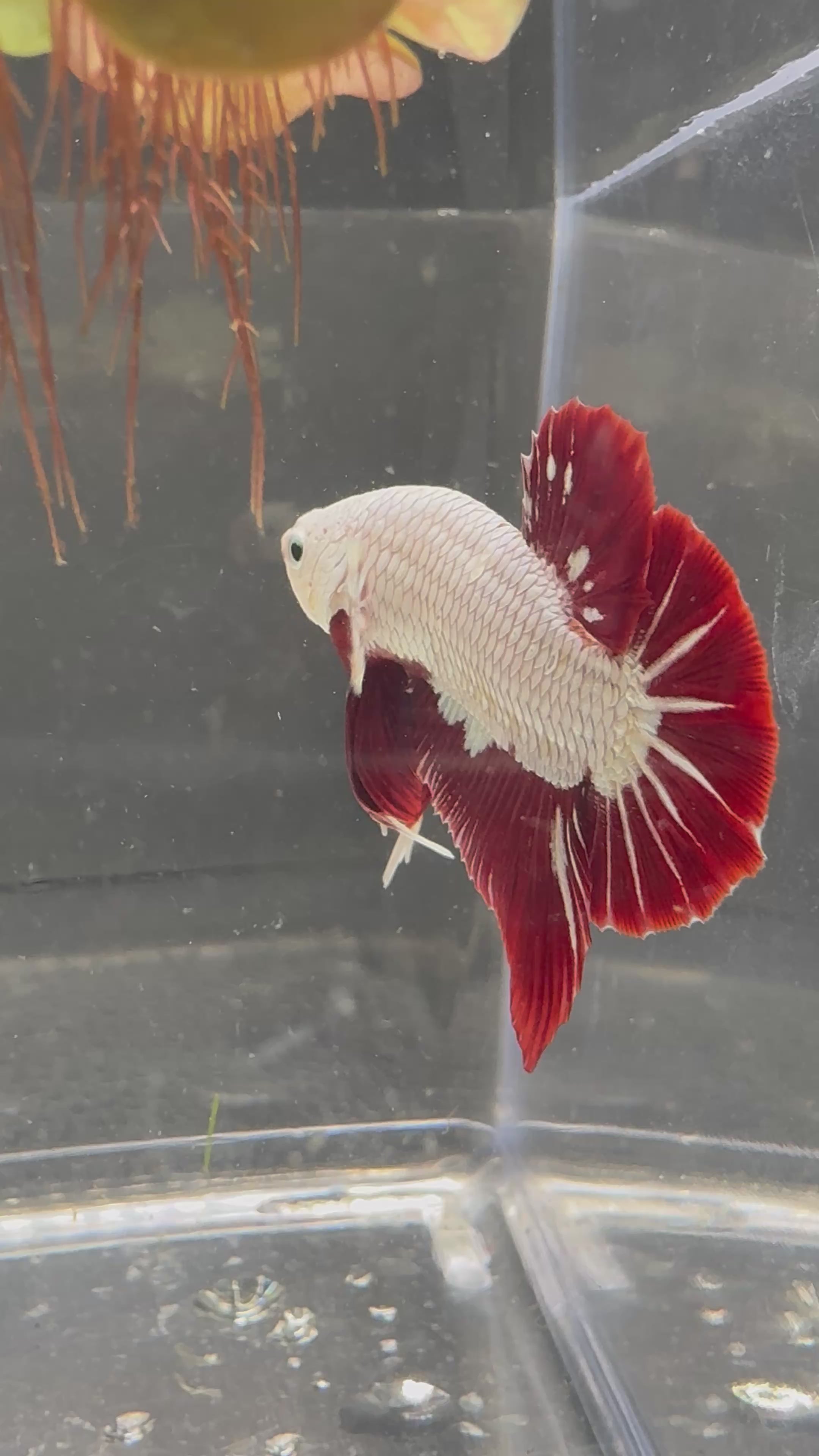 Red Dragon Plakat — M-014