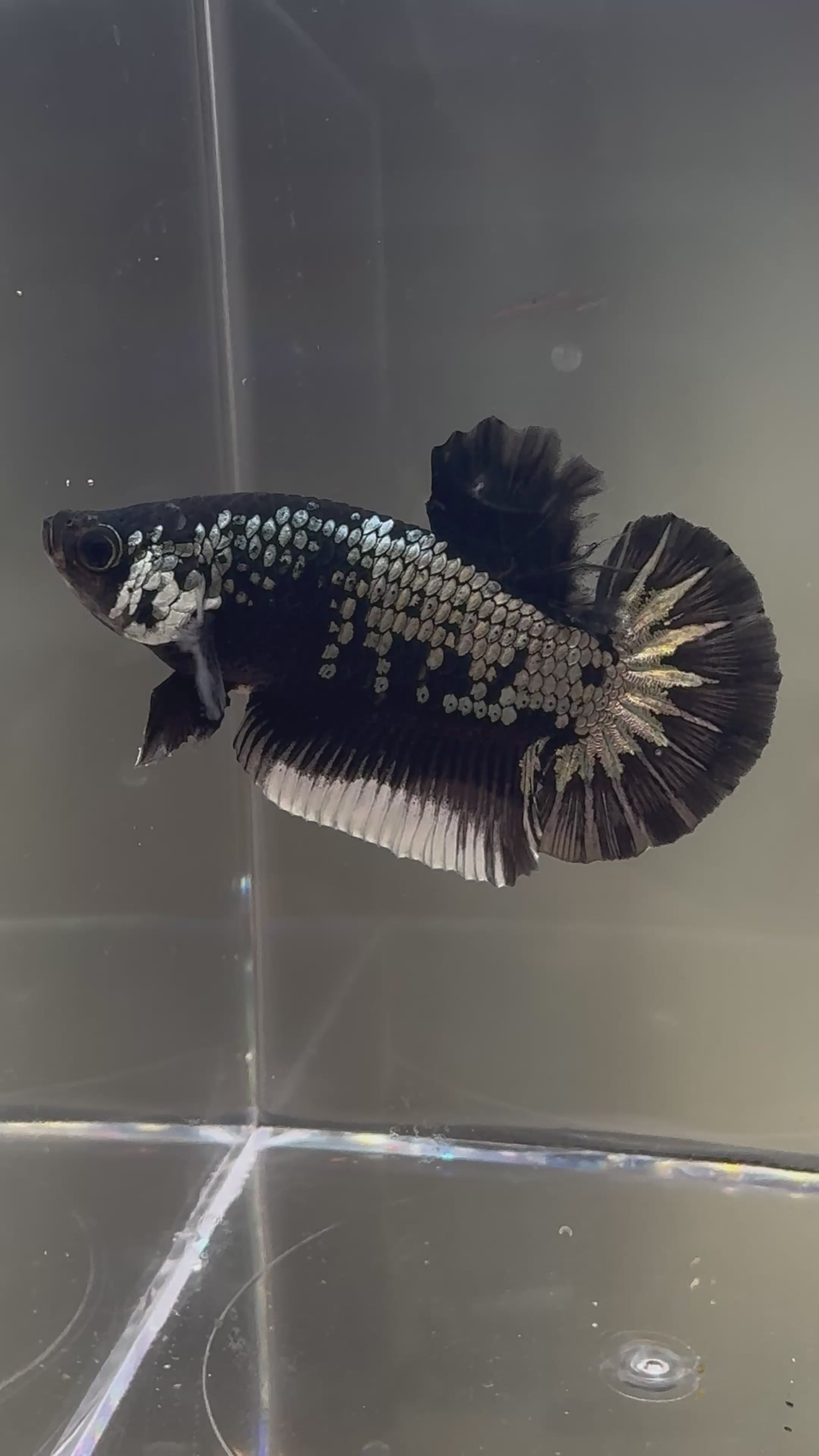 Samurai HMPK Male Betta | CG-62