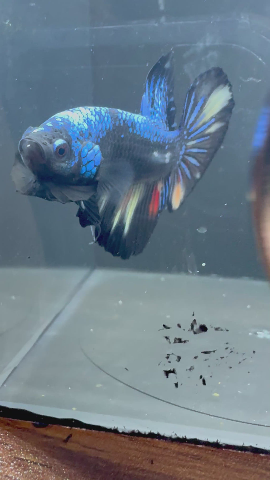 Giant Avatar HMPK Male Betta | RZ-83