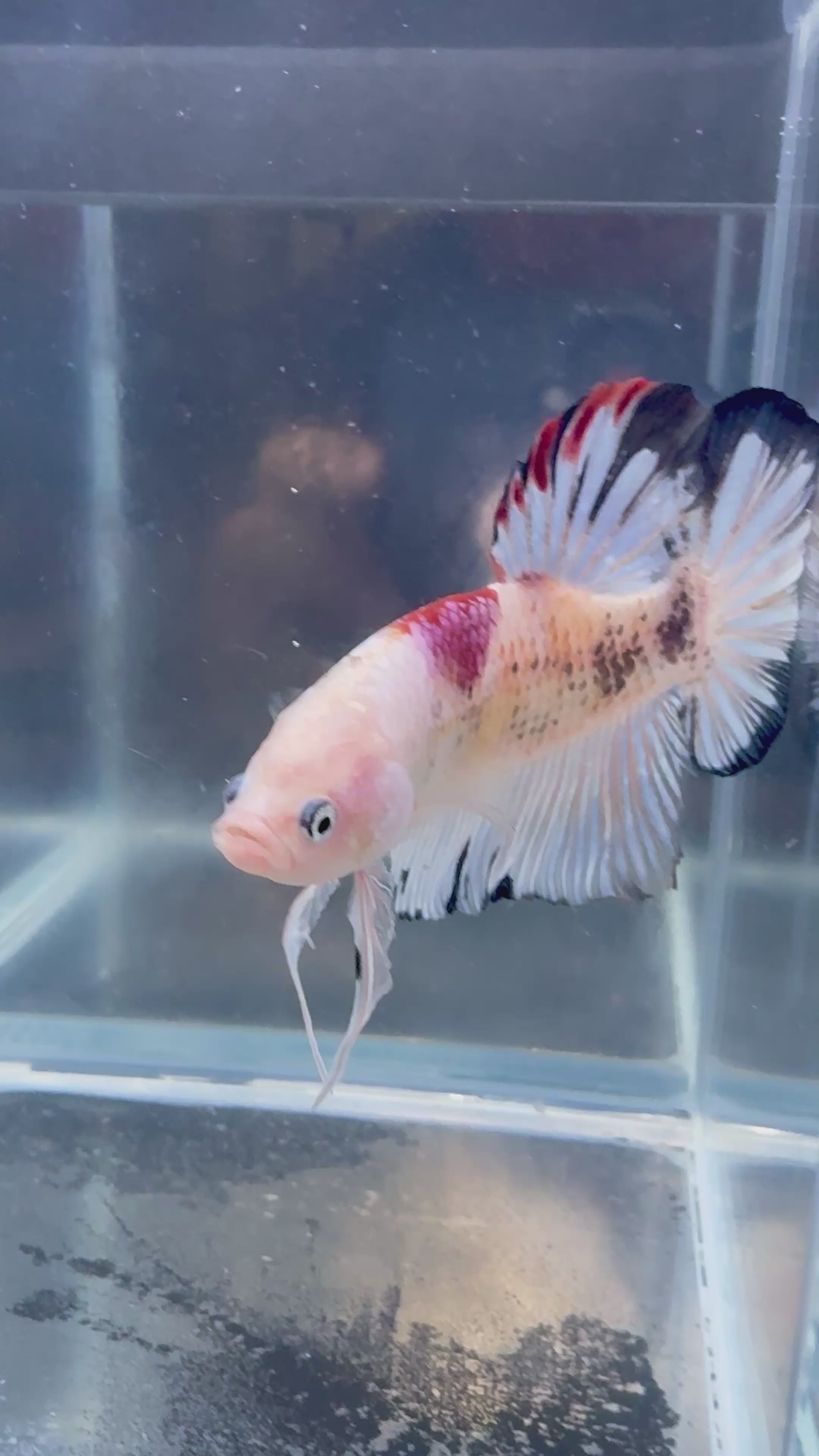 Live Giant Betta Pink Marble HMPK Male Premium | CG-80