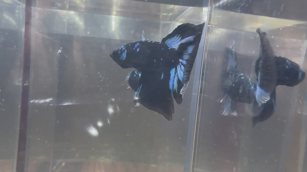 Avatar Galaxy HM Male Betta | RZ-6
