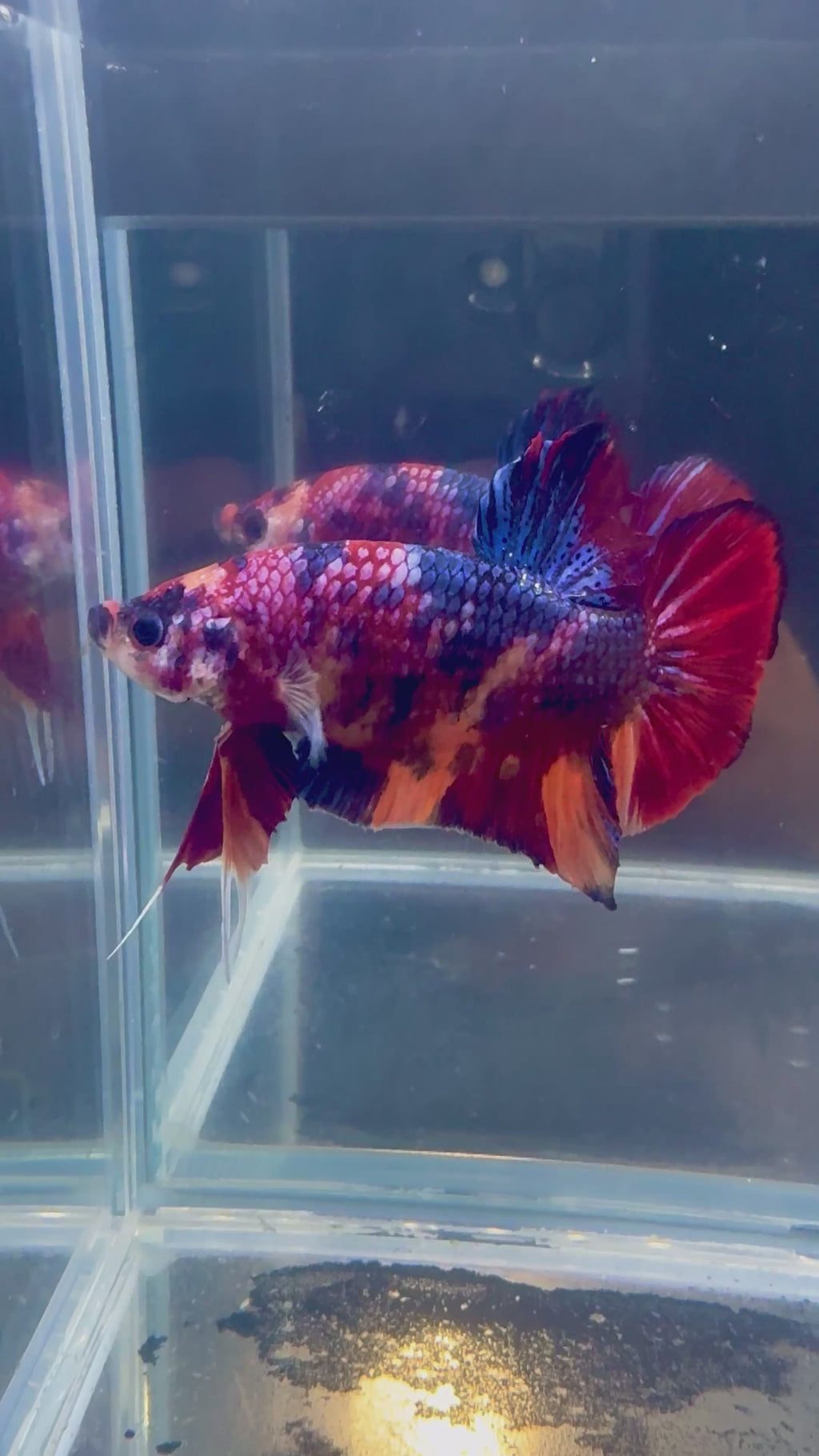 Giant Candy HMPK Male Betta | CG-74