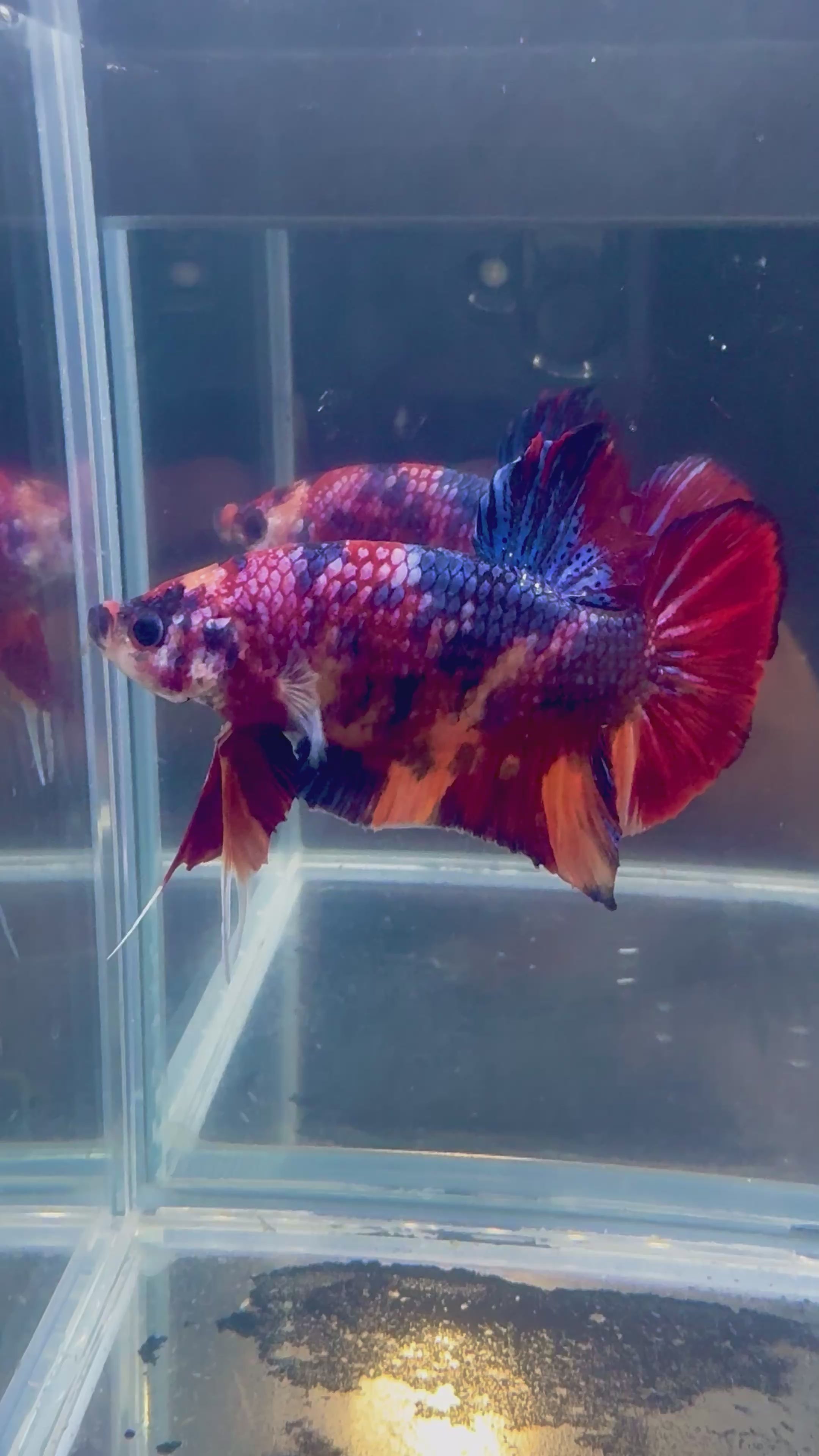 Giant Candy HMPK Male Betta | CG-74