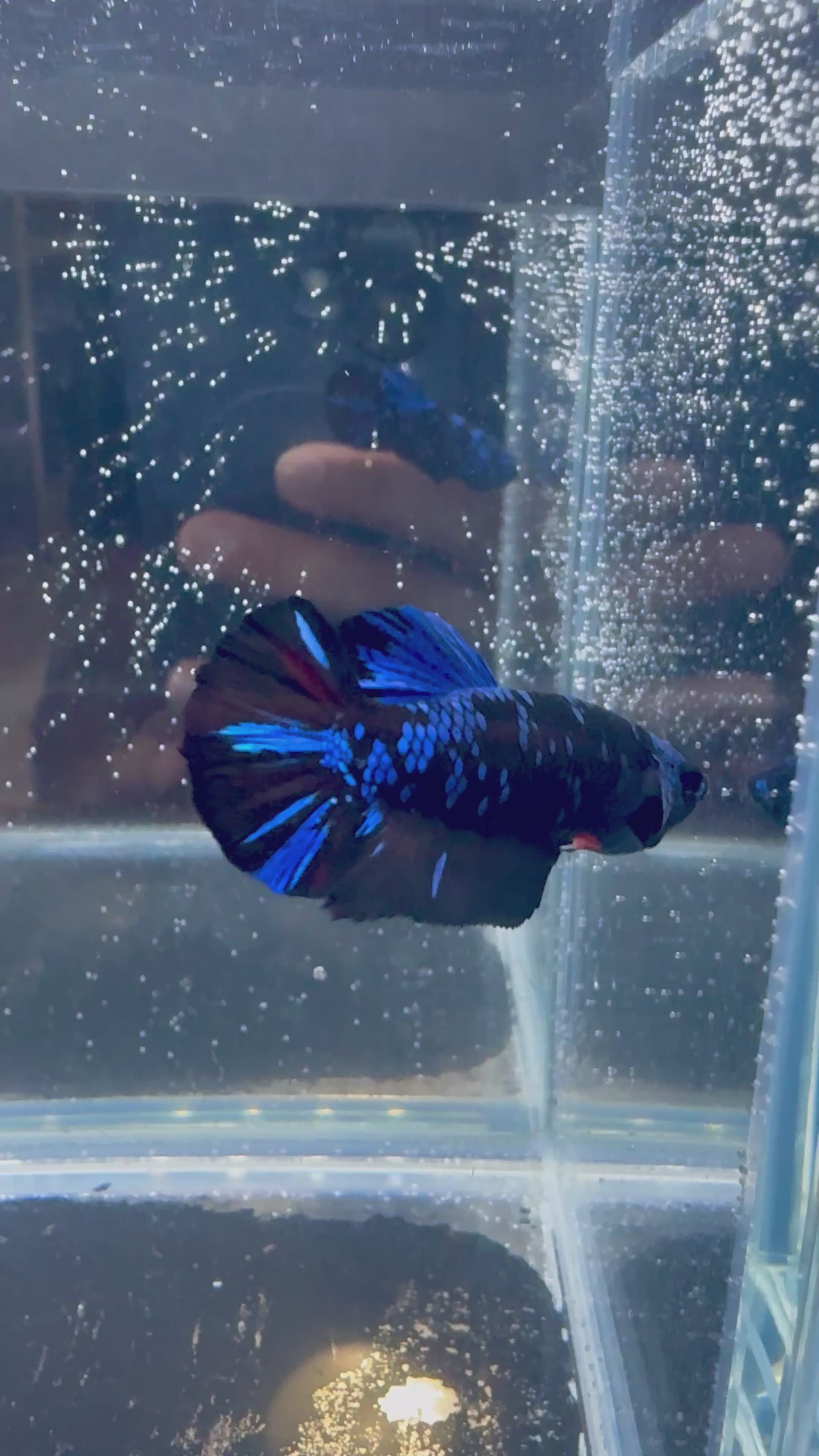 Avatar Gordon Galaxy Male Betta | RZ-113