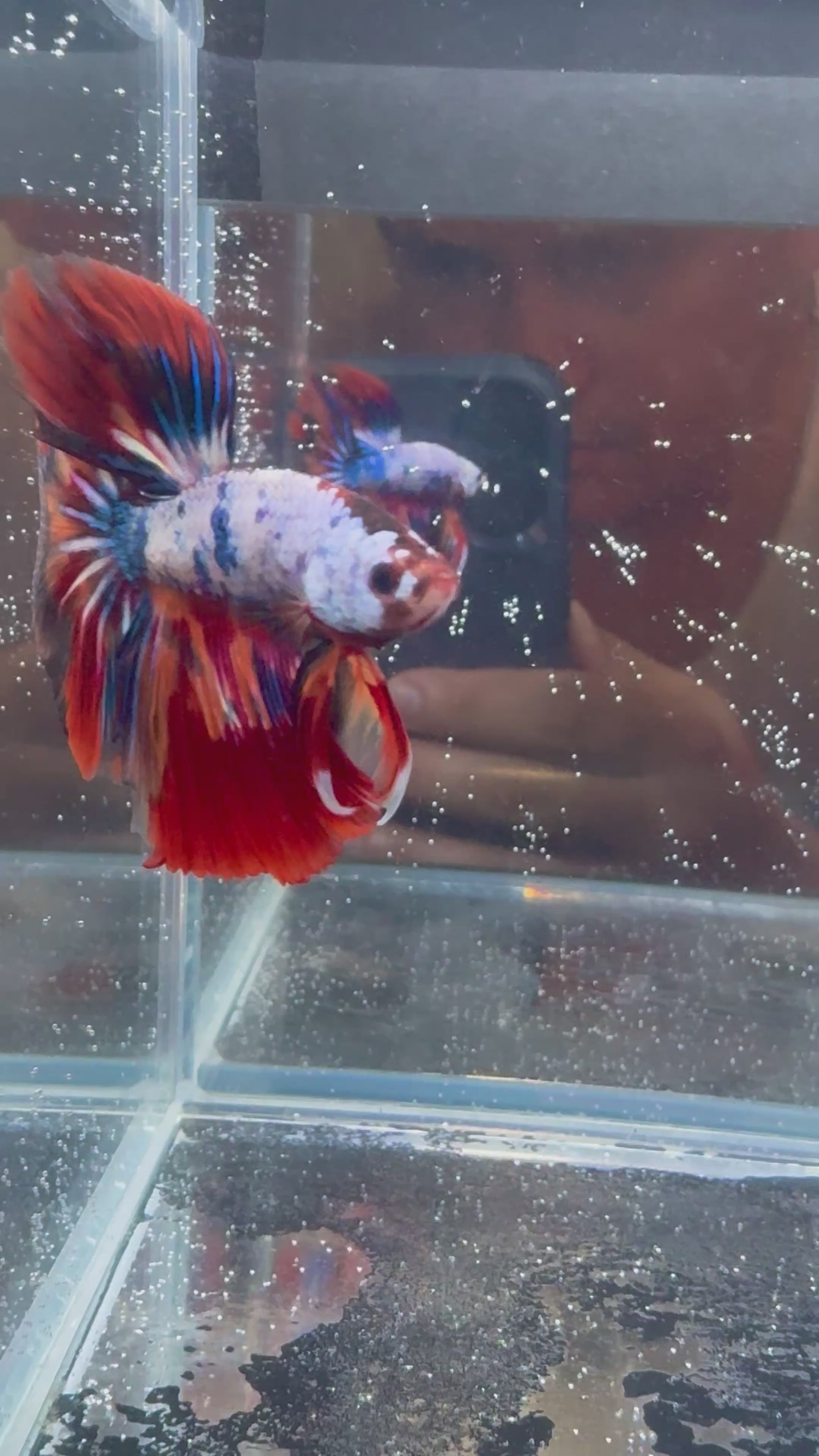 Multicolor Candy Halfmoon Male Betta (High Grade) | CG-115