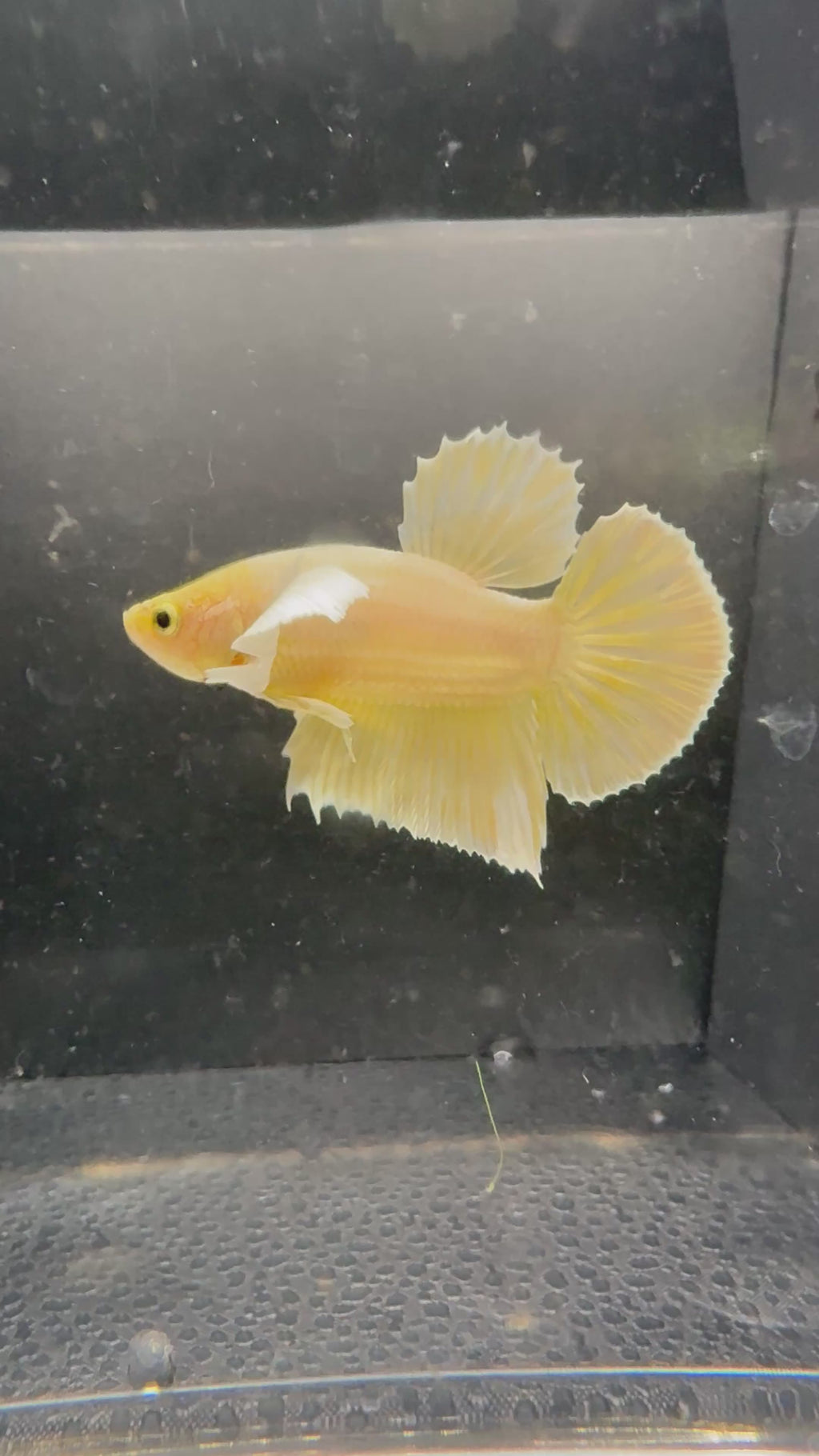 Dumbo Gold HMPK — M-027