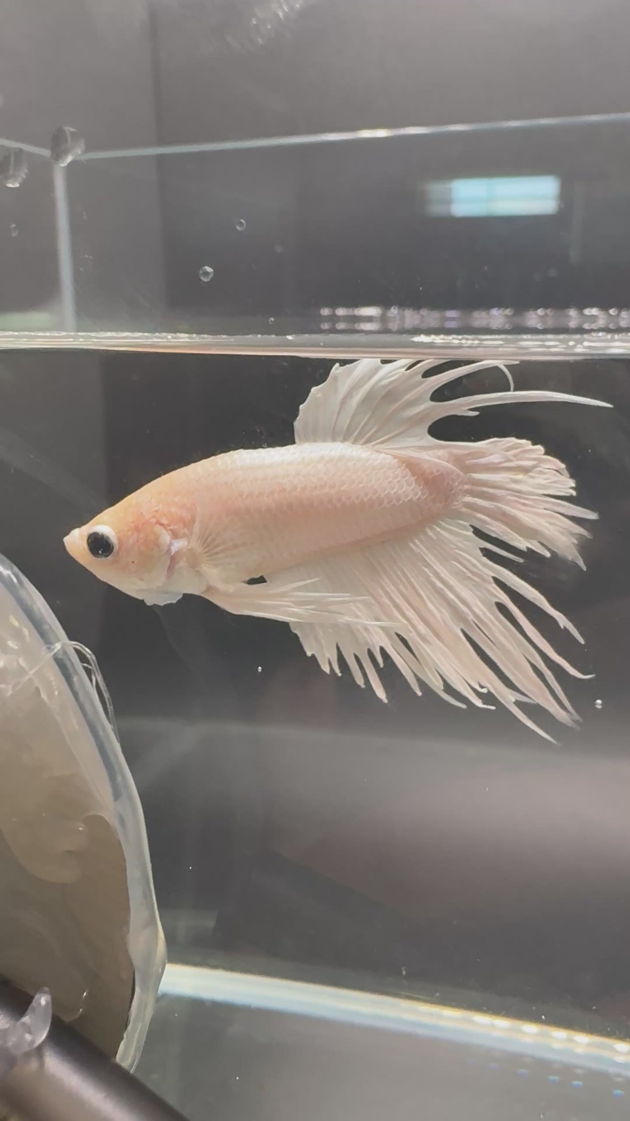 White Crowntail — M-030(1)