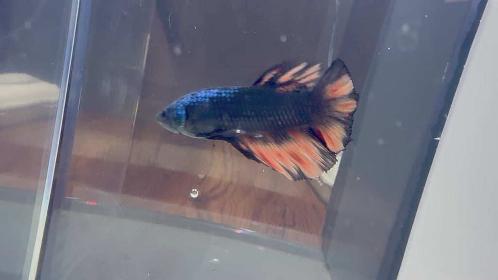 Giant Male Betta | RZ-74
