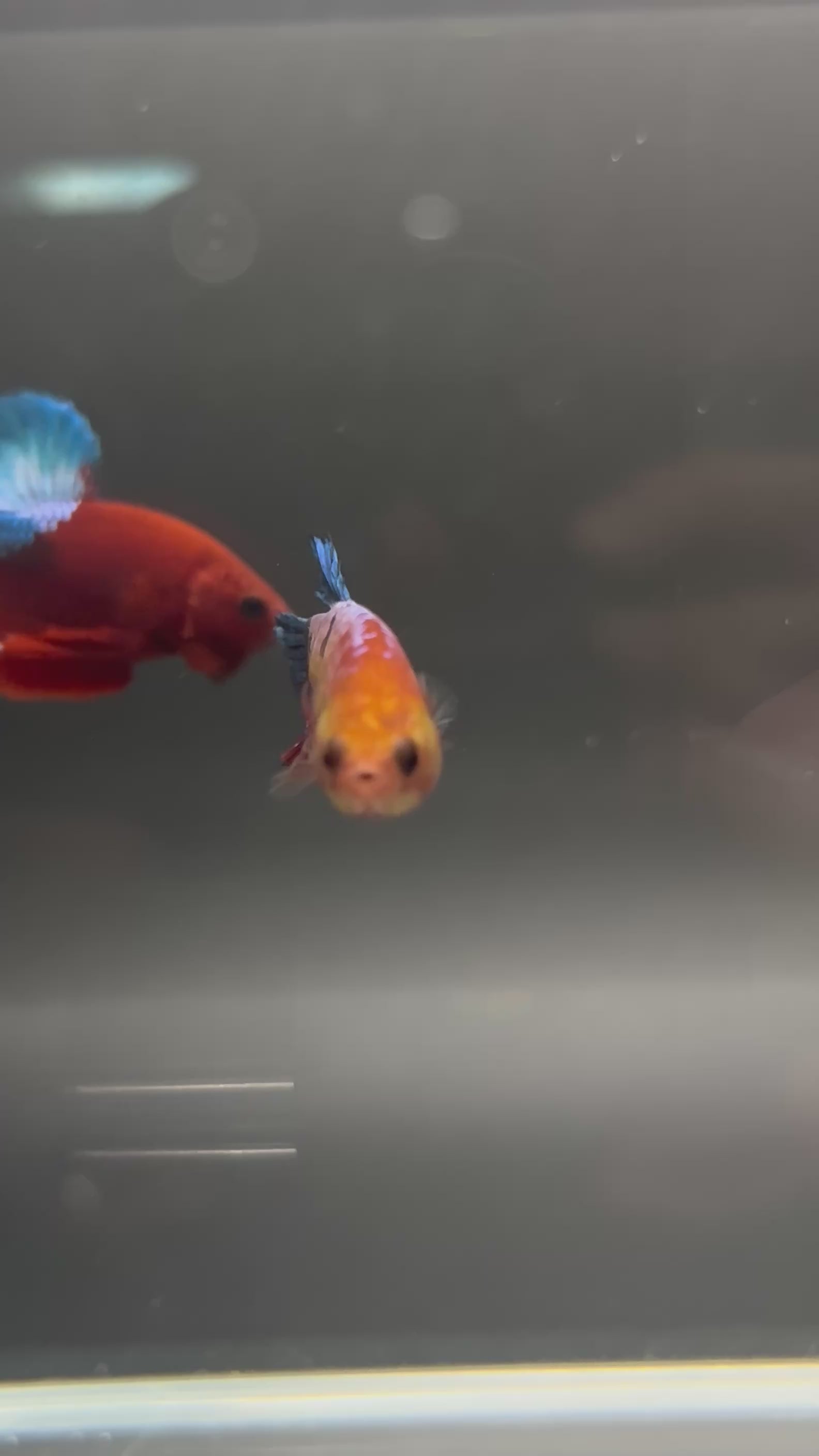 Hellboy Show Grade Breeding Pair