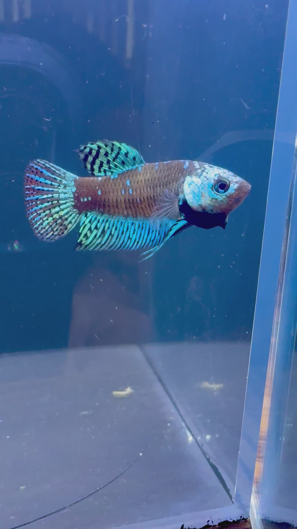 Alien Samurai Male Betta | RZ-1/RZ-2