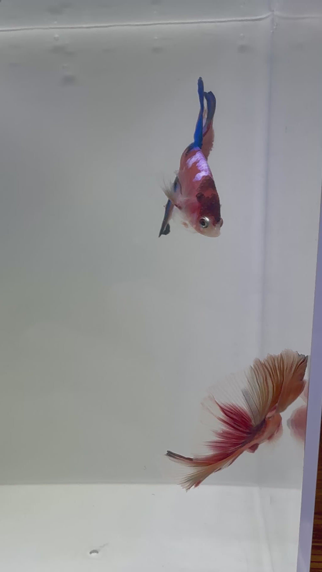 Nemo HM Male Betta | RZ-107