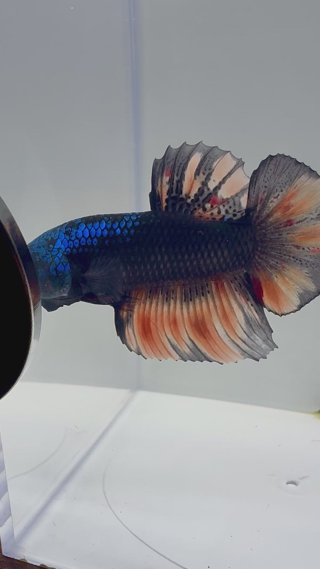 Giant Male Betta | RZ-74