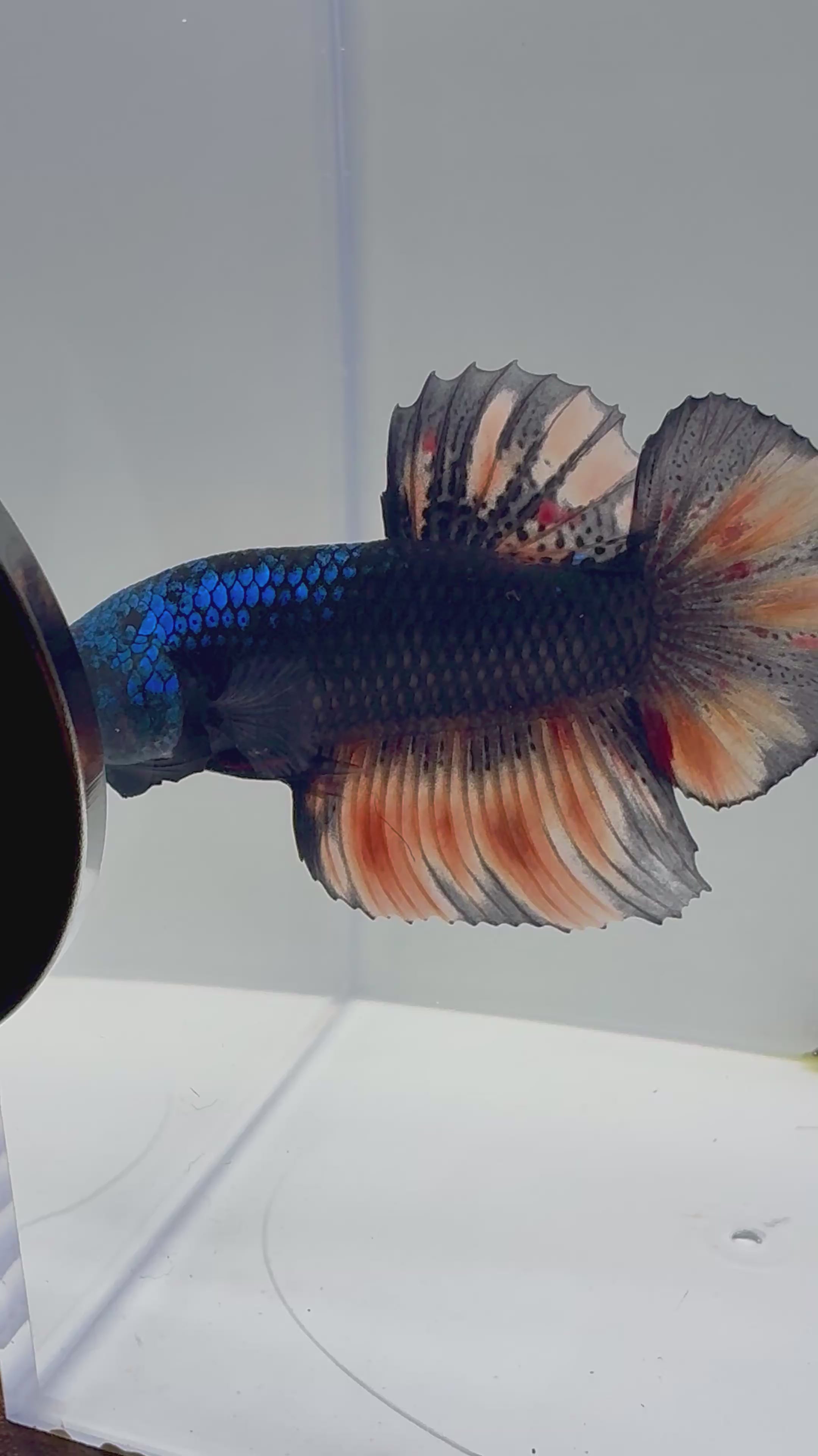 Giant Male Betta | RZ-74