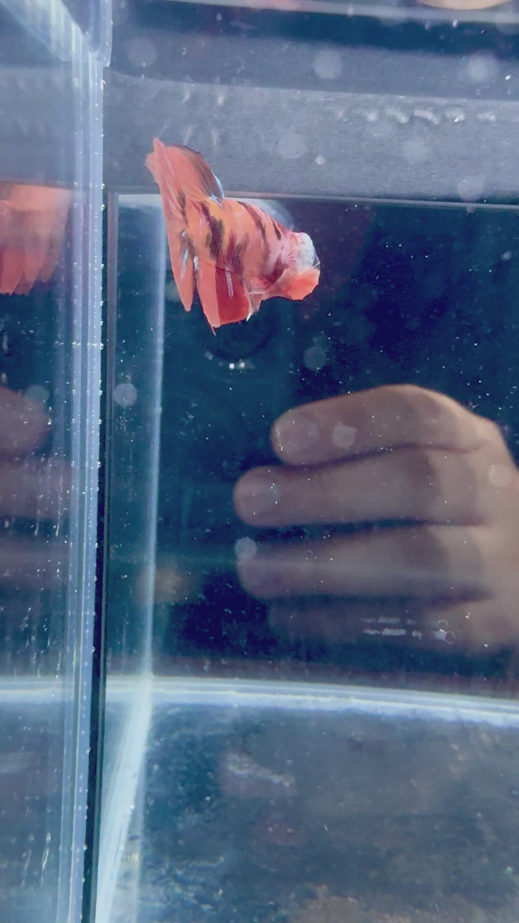 Nemo Male Betta | RZ-111