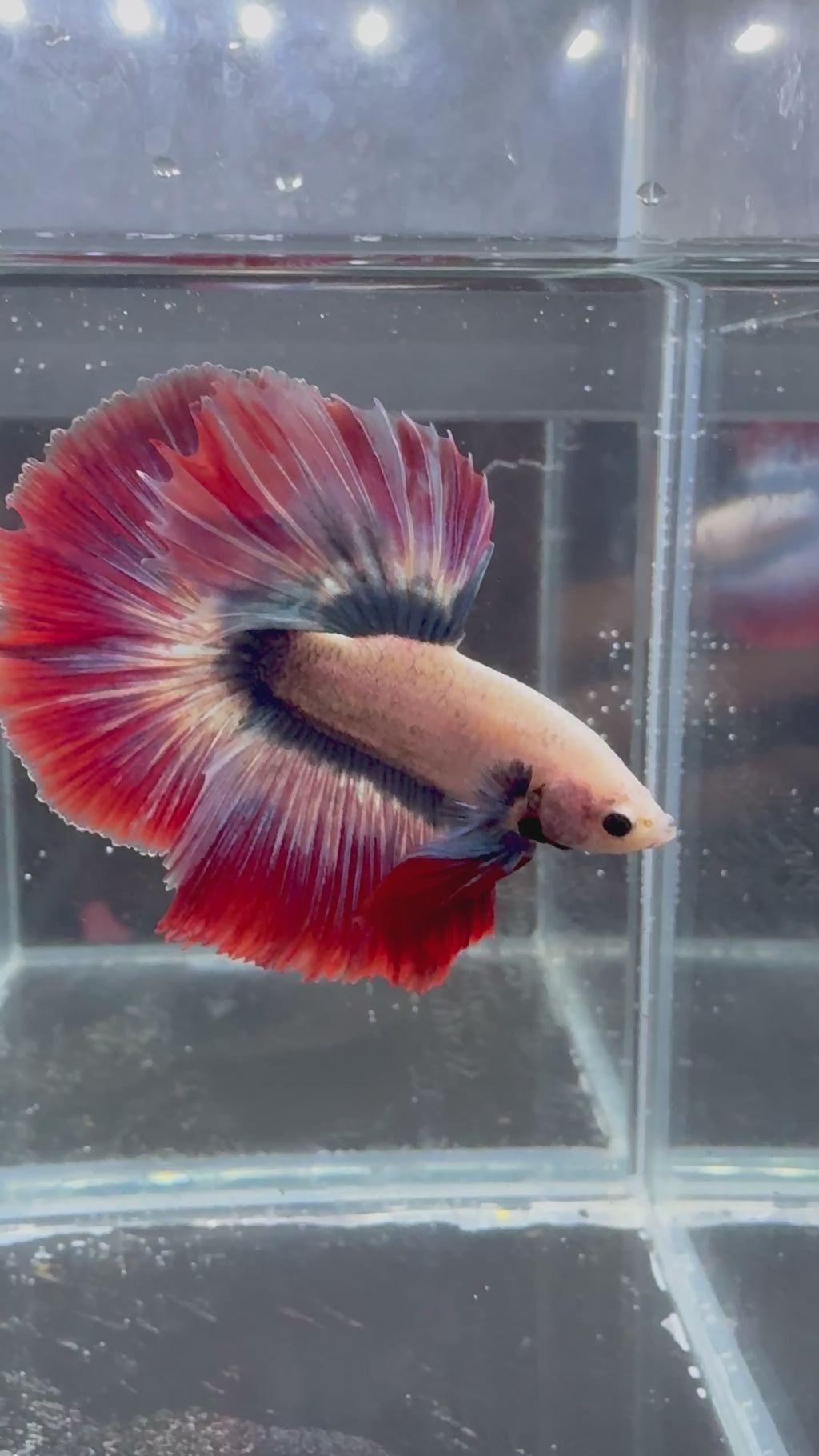 Live Betta Fancy Thai Flag HM Male | CG-94