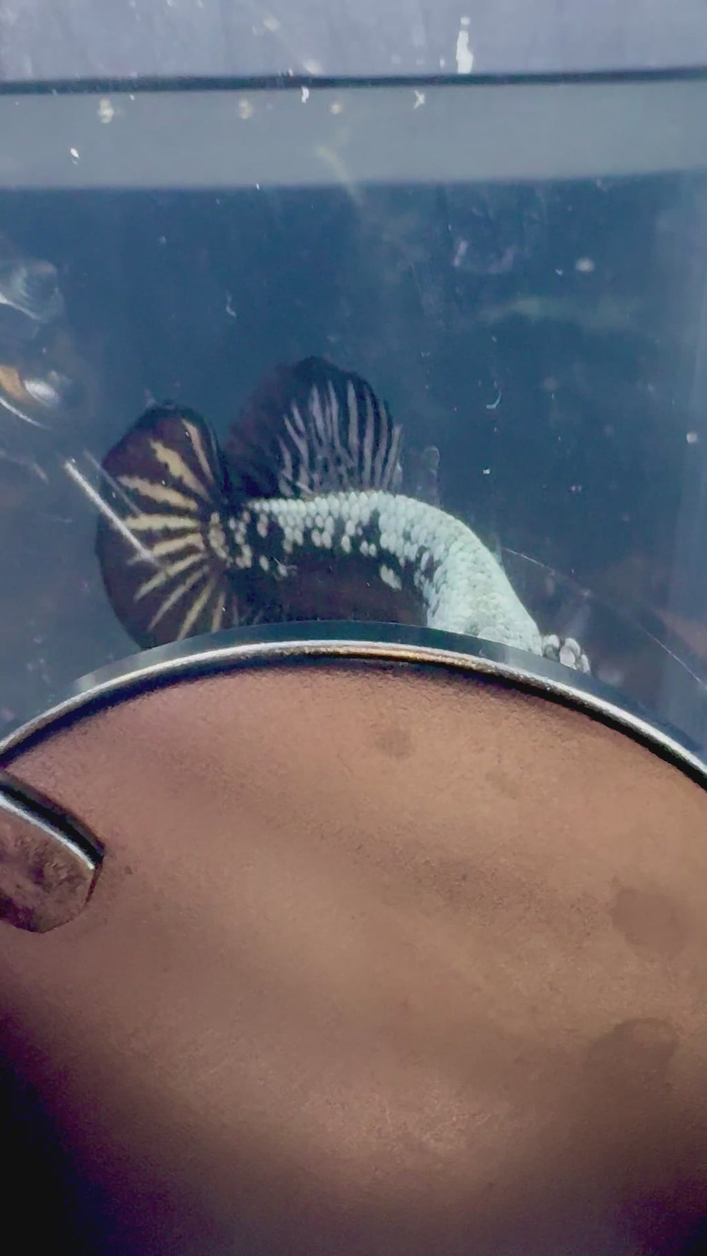 Samurai Plakat HMPK Male Betta | RZ-52