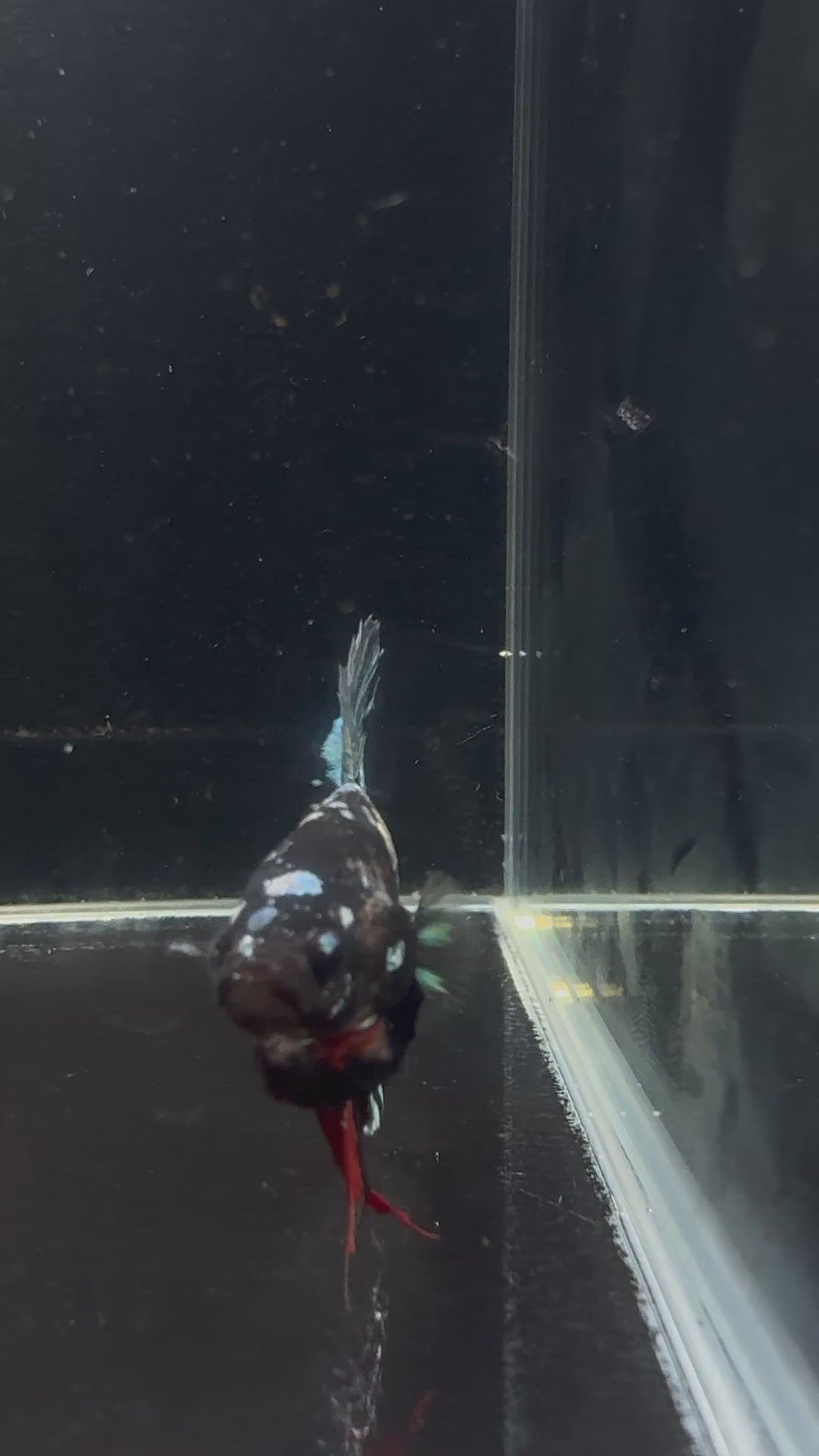 Avatar Galaxy HMPK Male Betta | CG-34