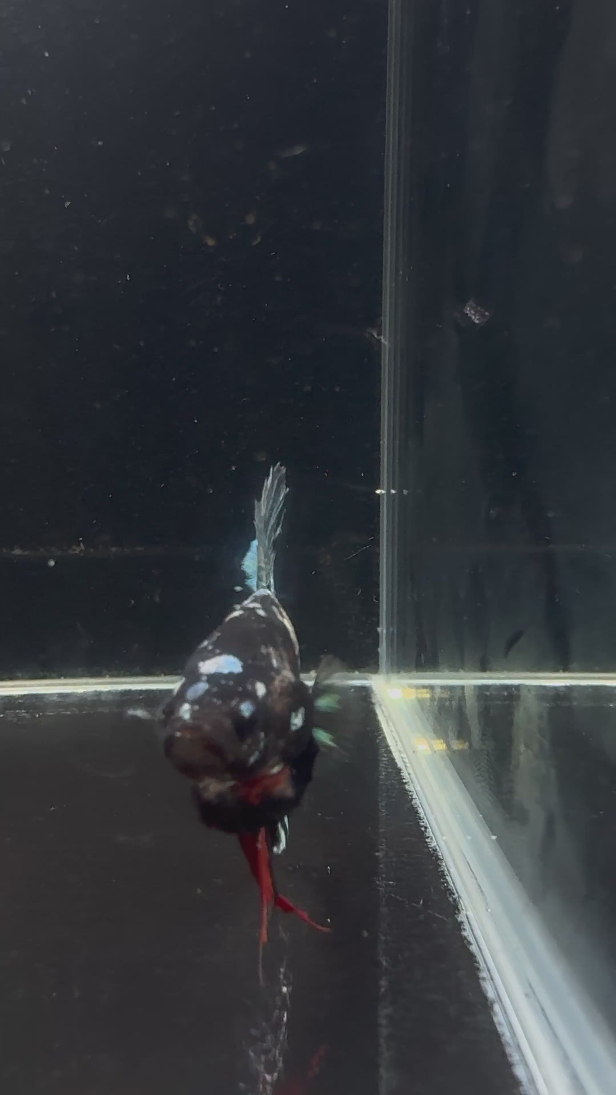 Avatar Galaxy HMPK Male Betta | CG-34