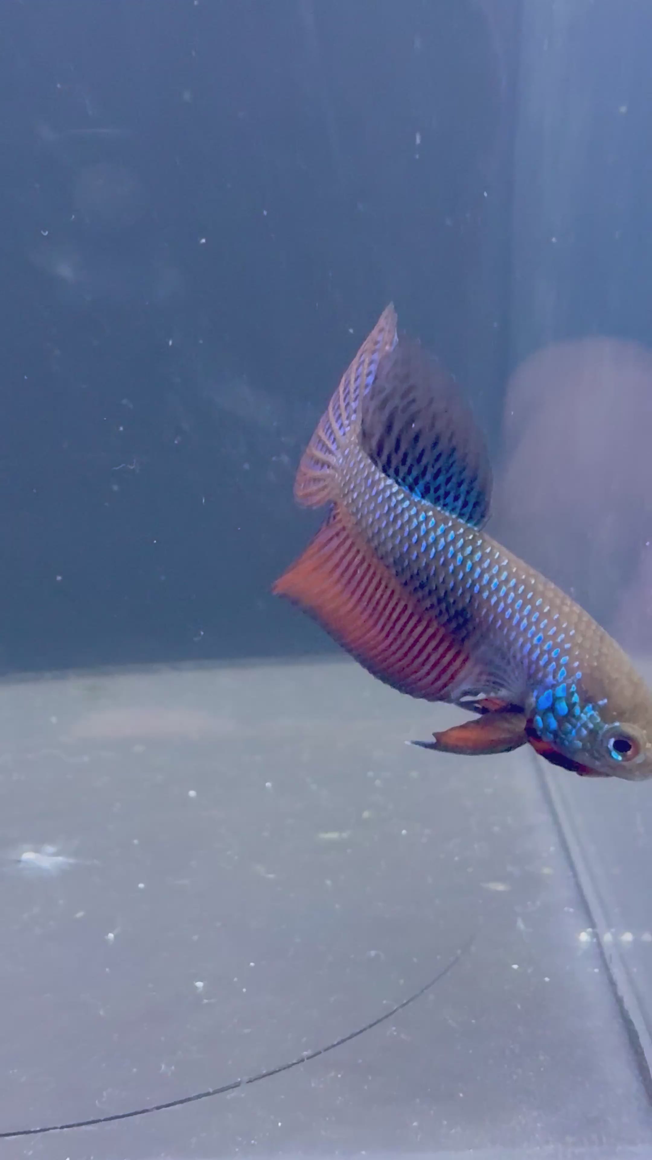 Smaragdina Male Betta | RZ-41