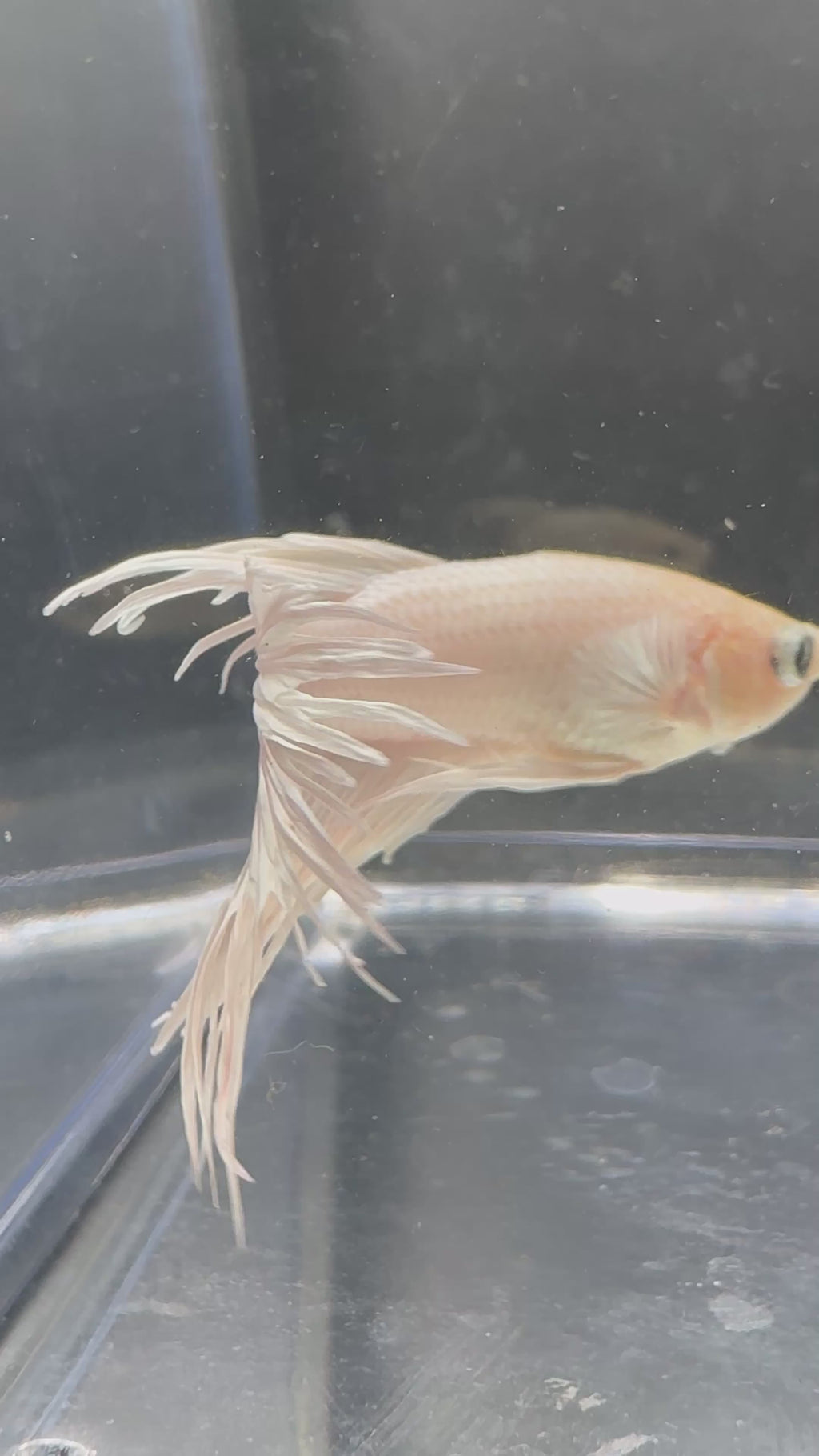 White Crowntail — M-030(1)