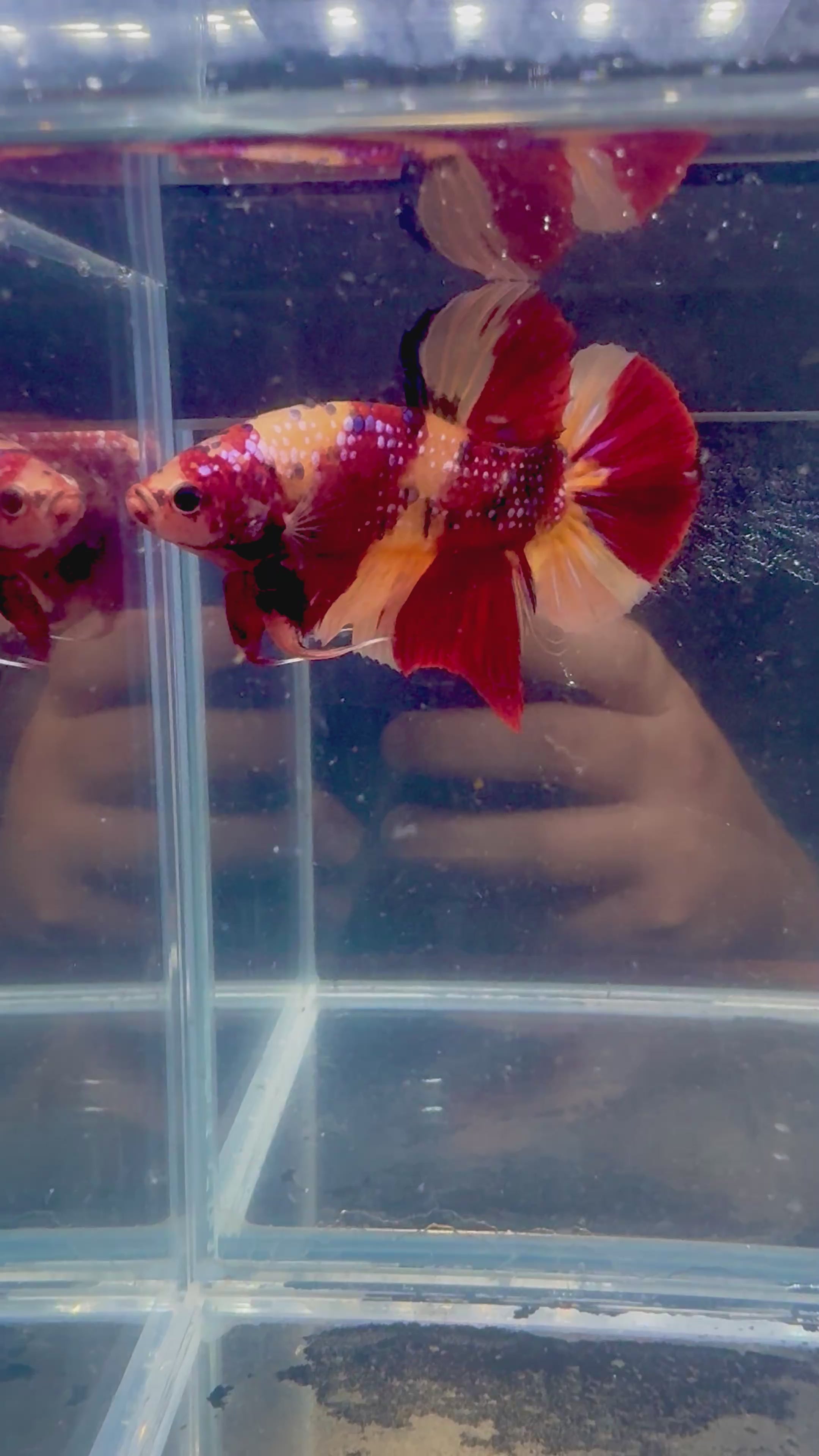 Giant Nemo Koi Galaxy Halfmoon Plakat Male Betta | CG-77