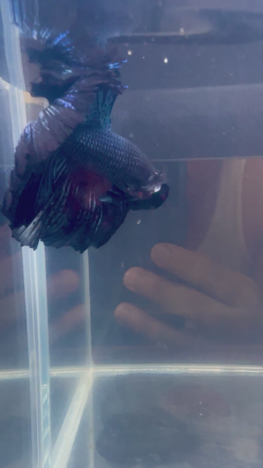 Black Light Halfmoon Male Betta | CG-98