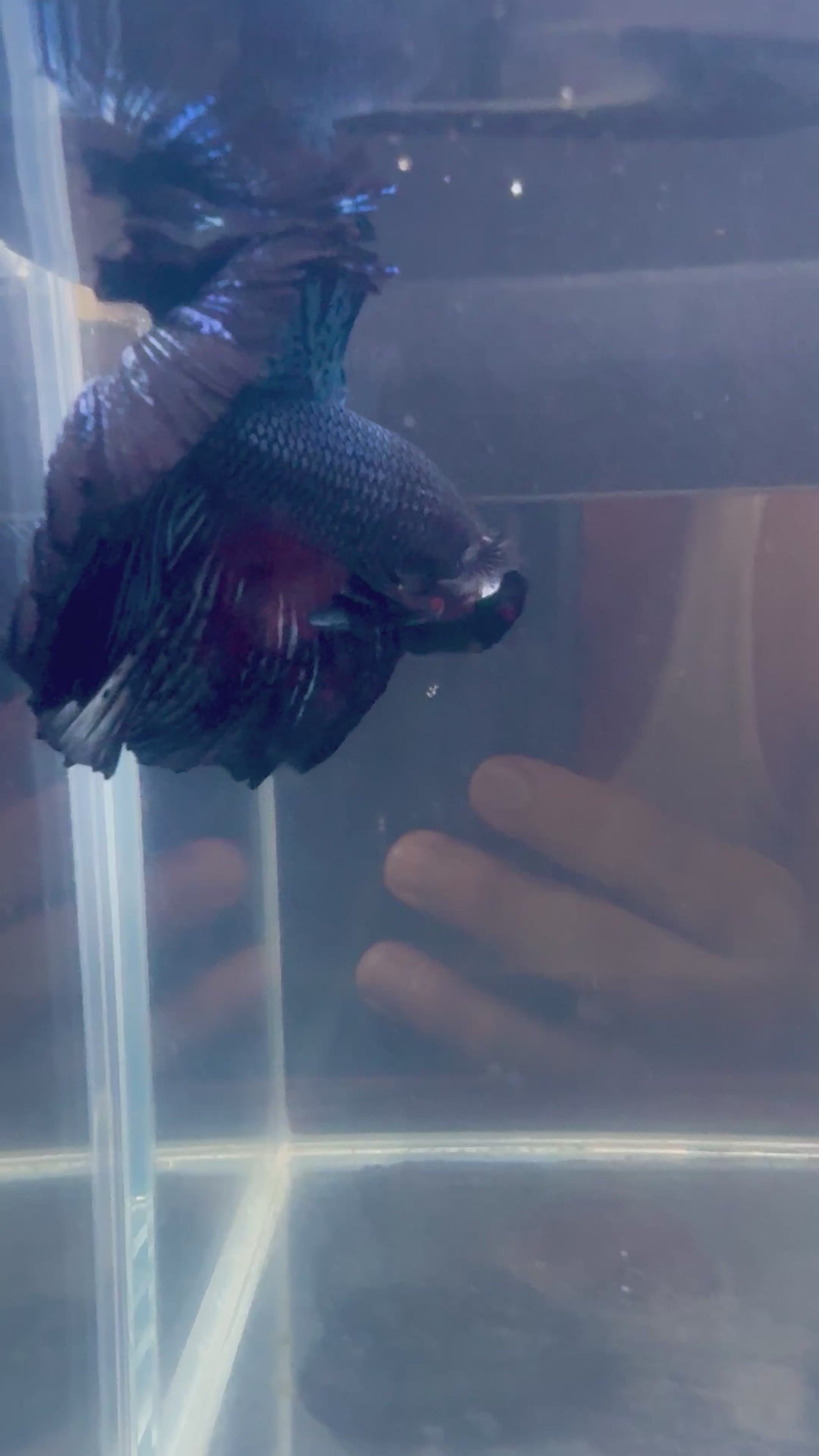 Black Light Halfmoon Male Betta | CG-98
