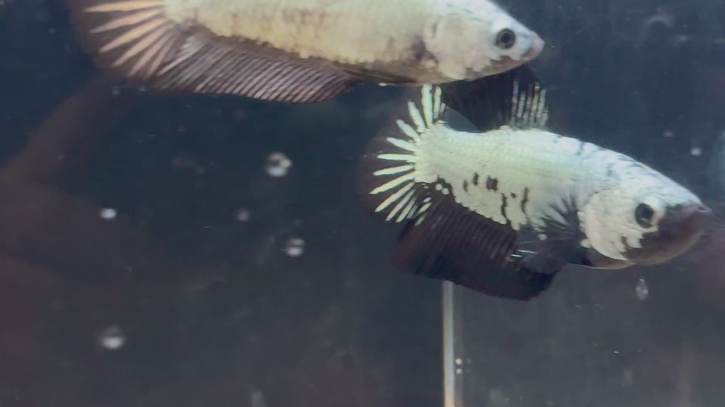 Black Dragon Startail HMPK Breeding Pair FREE SHIPPING | RZ-31/RZ-32