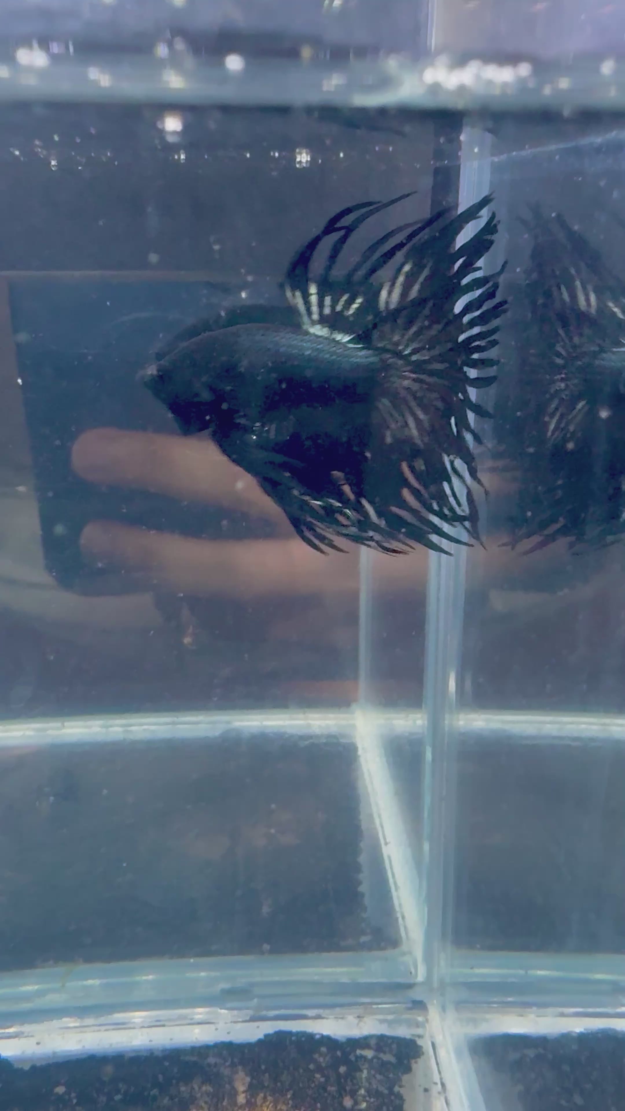 Black Orchid King Crowntail Betta | CG-89