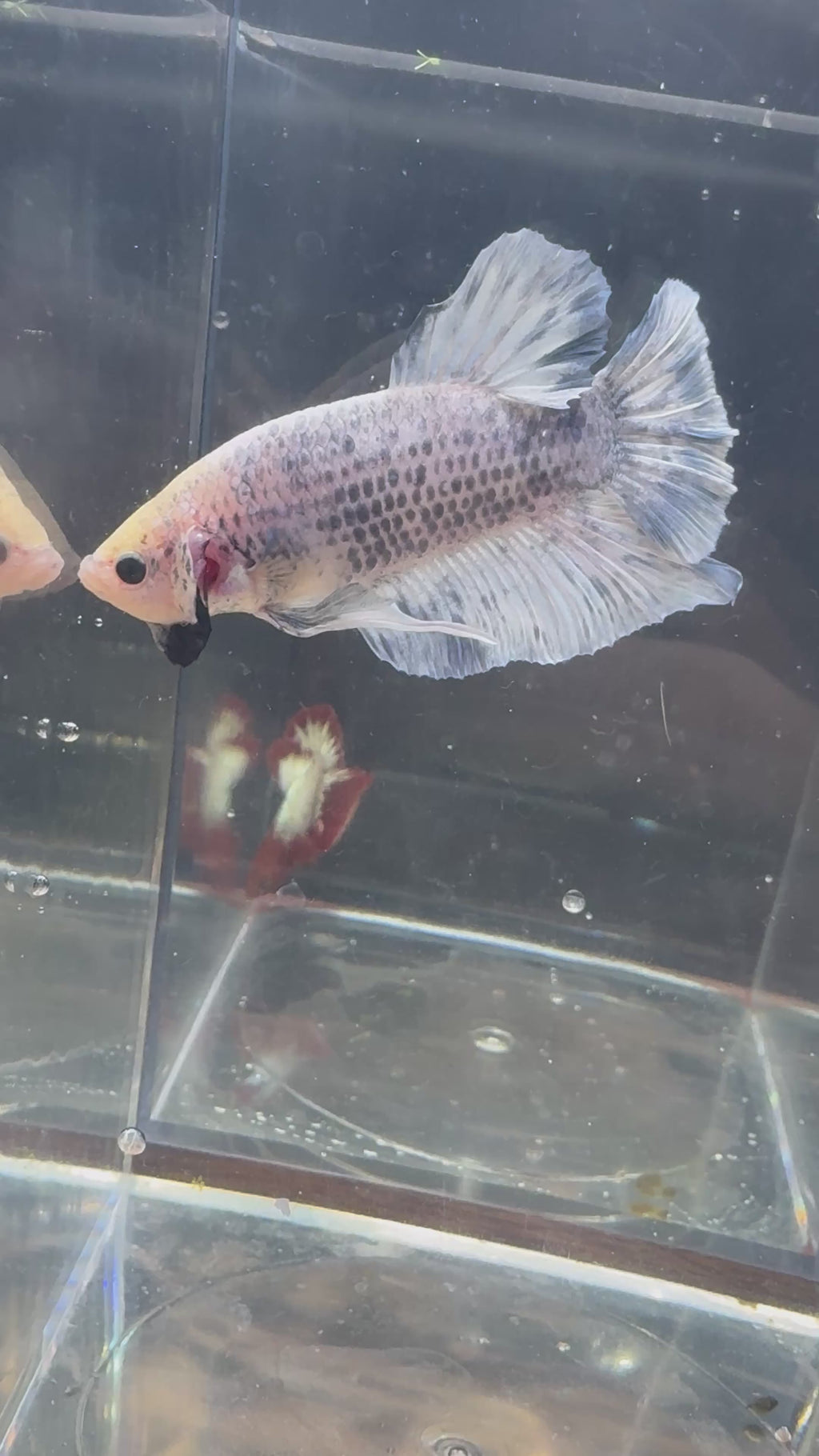 Giant Grizzly Male Betta | RZ-73