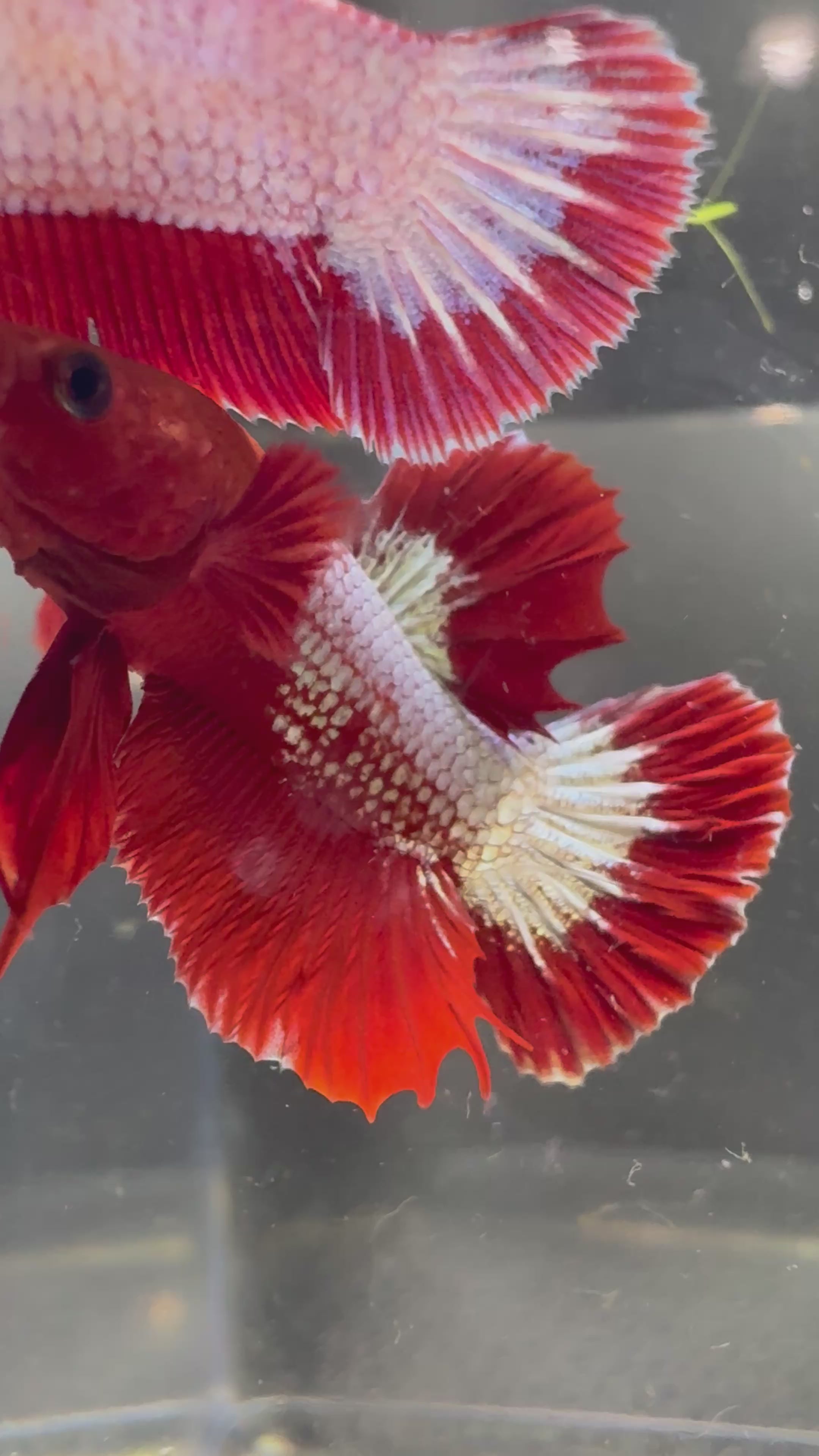 FCCP Breeding Pair