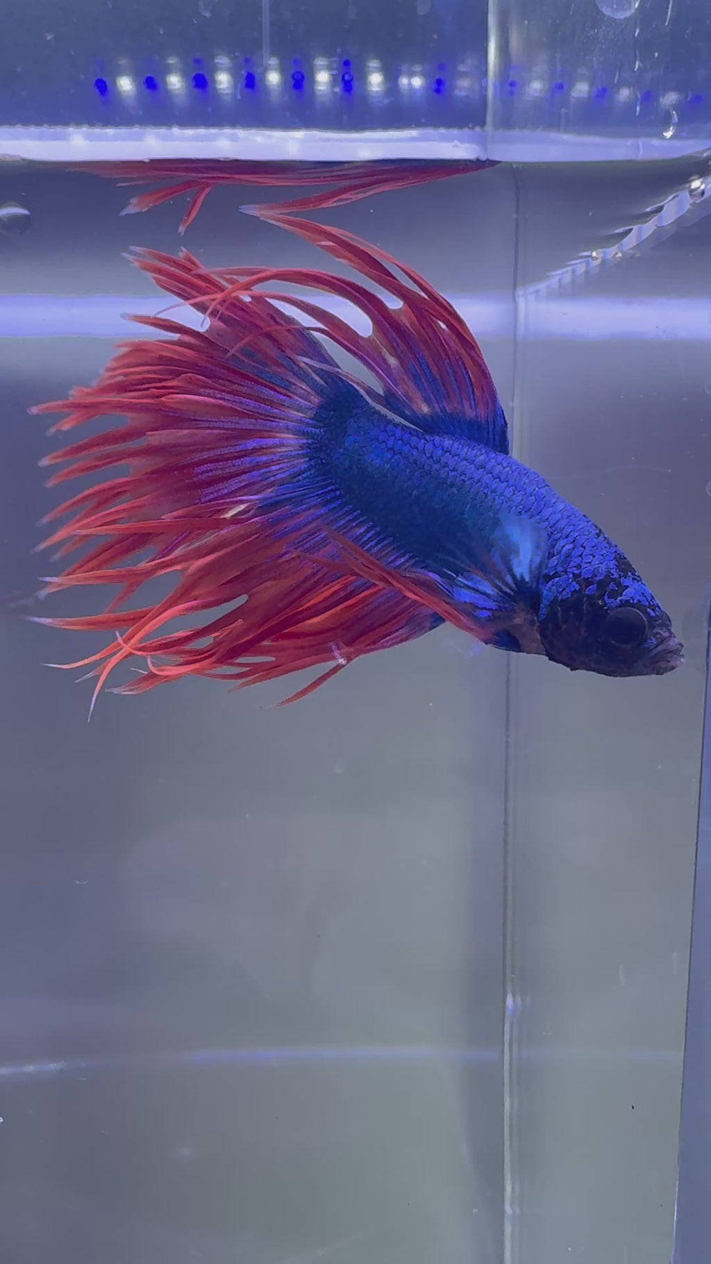 Spider Crowntail Male Betta (Blue/Red) | CG-15Cg-16